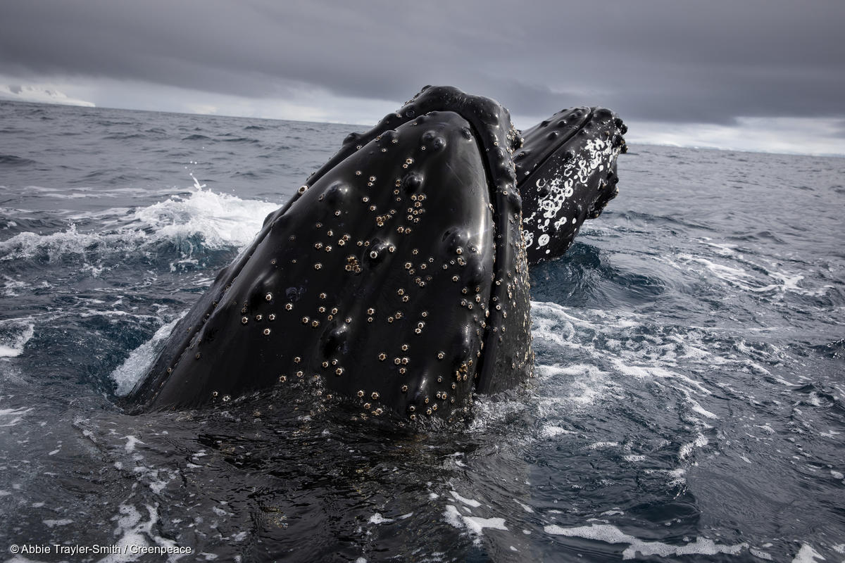 Humpback Whales In Antarctica