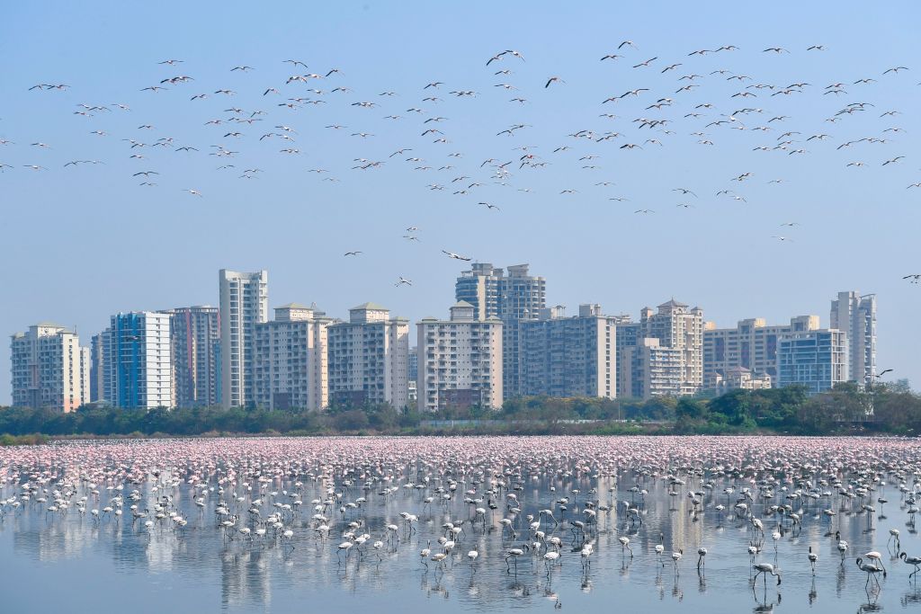 A flock of flamingos flies in a pond during a government-imposed nationwide lockdown as a preventive measure against the spread of the COVID-19 coronavirus, in Navi Mumbai on April 20, 2020. (Ndranil Mukherjee/AFP—Getty Images)