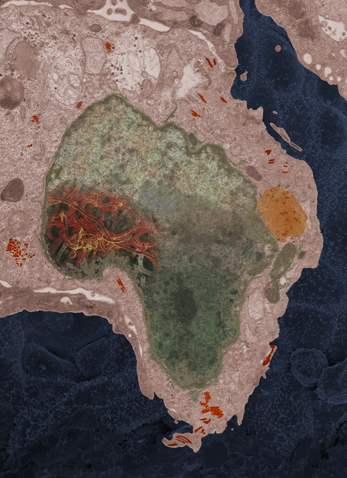 In 2014, Elizabeth Fischer received a sample of Ebola from a 2-year-old girl in Mali. The cell border and nucleus shape resemble the shape of Africa. (Courtesy of Elizabeth Fischer)