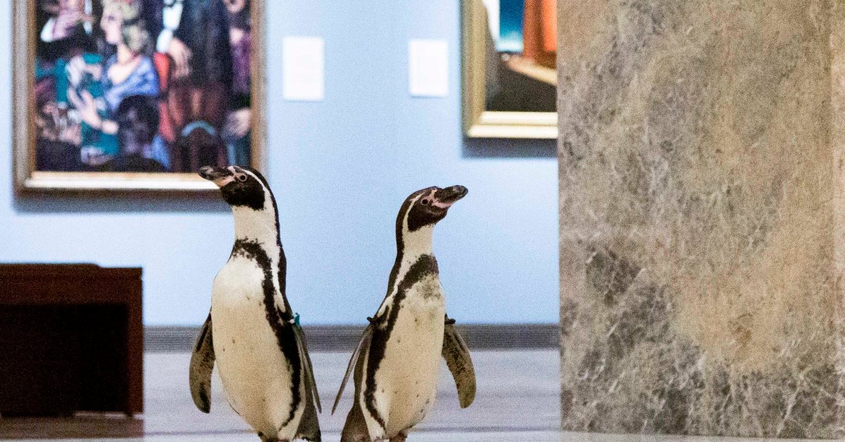 В то время как большинство музеев остаются закрытыми, 3 пингвина Канзас-Сити провели день знакомства с великими произведениями искусства thumbnail