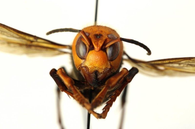 Invasive Asian giant hornets (Vespa mandarinia) have been spotted in the United States for the first time.