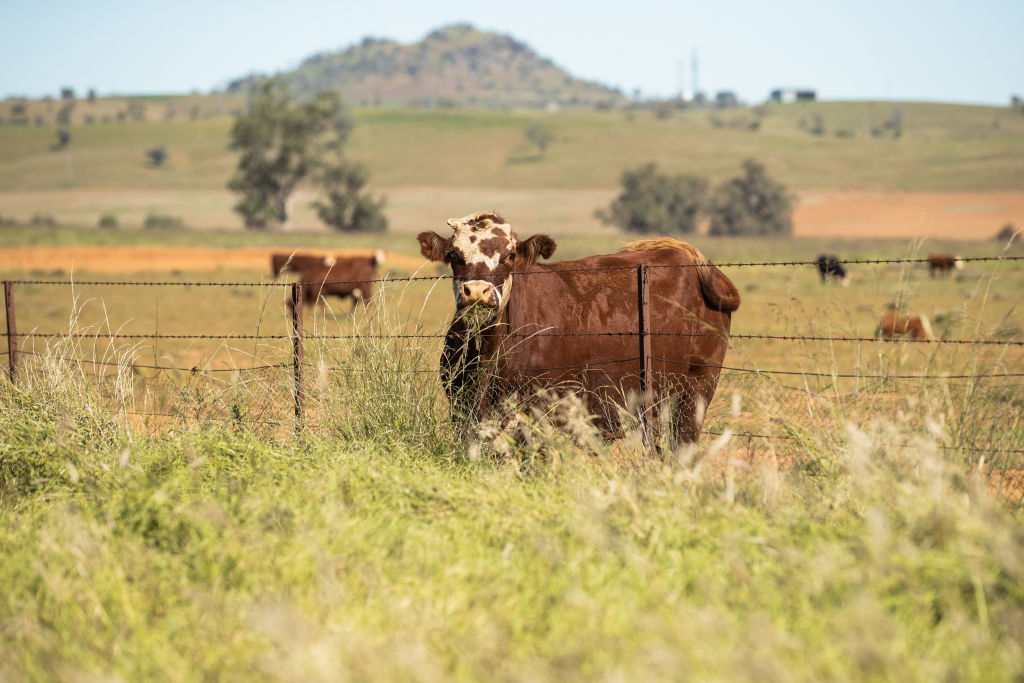 Cattle eats grass over the fence on a property between Tamworth and Gunnedah in north west New South Wales on May 4, 2020 in Gunnedah, Australia. (Mark Kolbe–Getty Images)