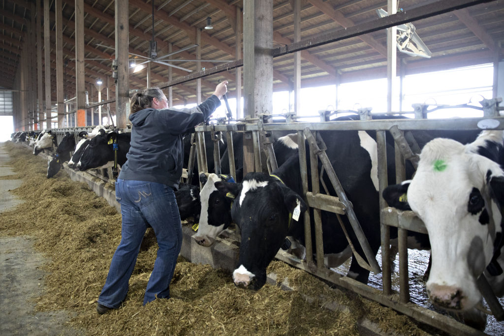 A worker releases a neck restraint on a dairy cow in a barn at Stone-Front Farm in Lancaster, Wisc., on Thursday, April 23, 2020. (Daniel Acker–Bloomberg/ Getty Images)
