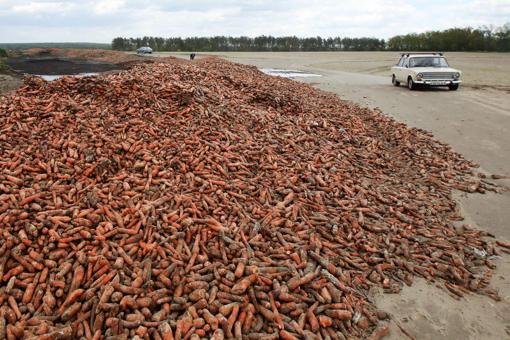 Tons of carrot dumped to rot by a local farmer in Ukraine on May 18, upon failing to sell it amid the ongoing COVID-19 pandemic, local villagers taking some of it for use as animal feed. (Pyotr Sivkov—TASS via Getty Images)