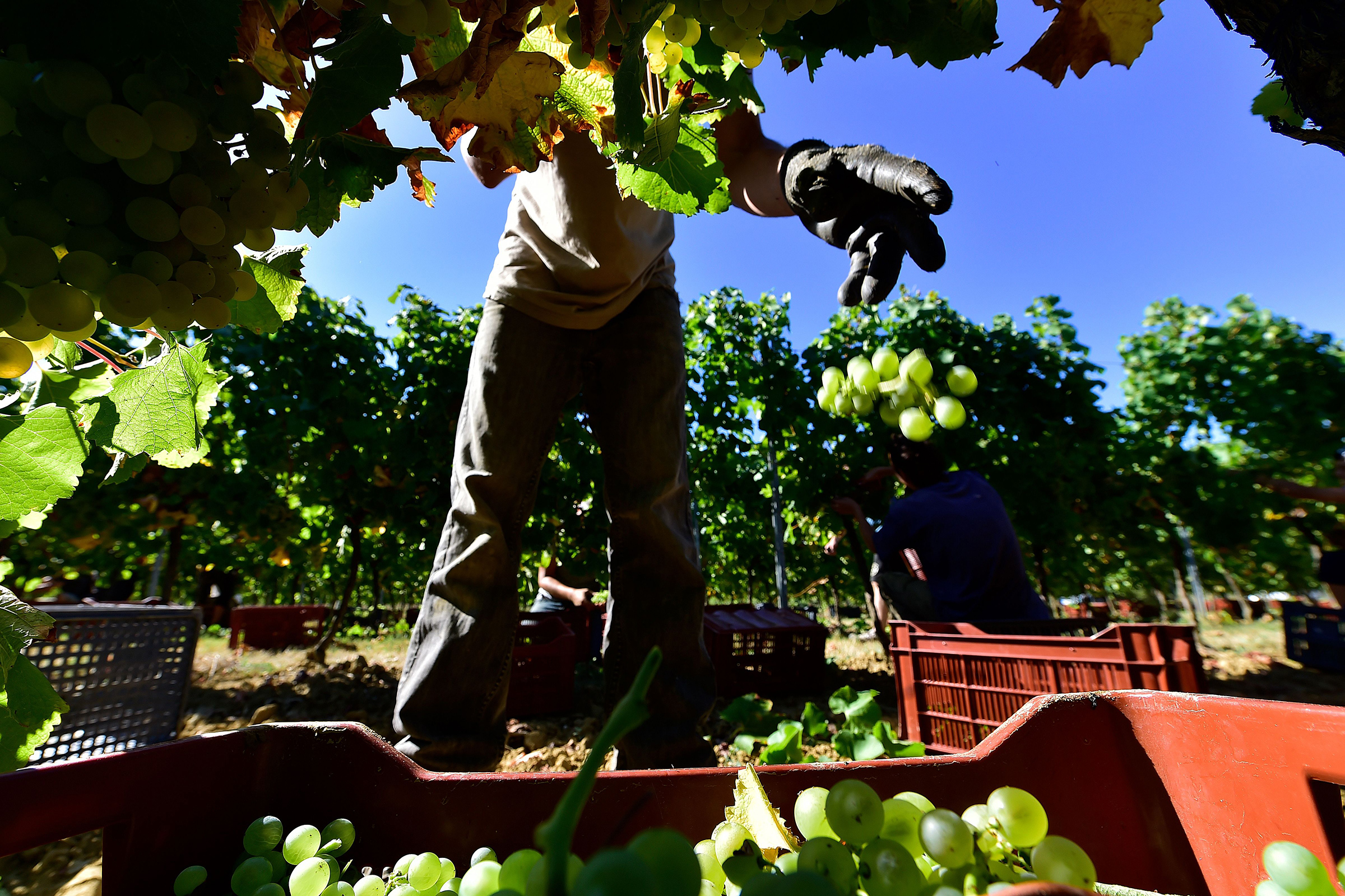 Workers collect grapes on Sept. 3, 2019 in a vineyard near Rauzan in the Entre-Deux-Mers region near Bordeaux, southwestern France