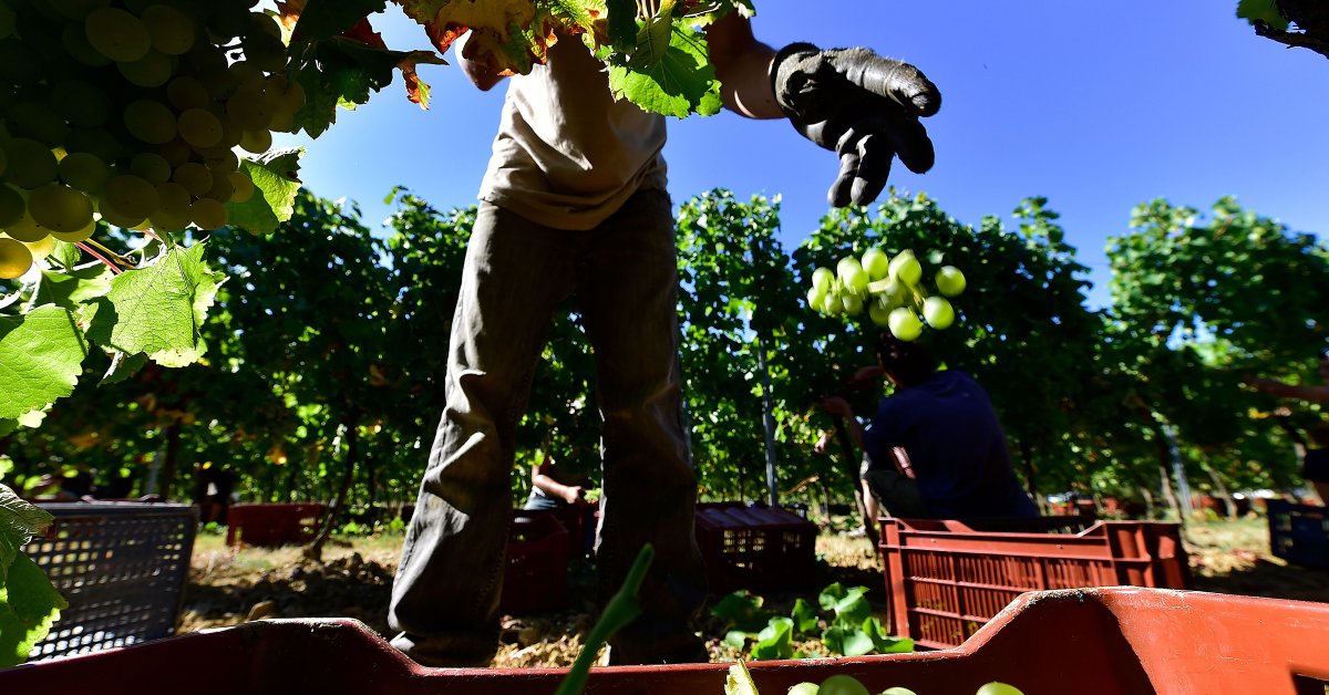 «Вкус Бордо изменится». Под угрозой изменения климата и коронавируса французские виноделы пытаются экспериментировать thumbnail