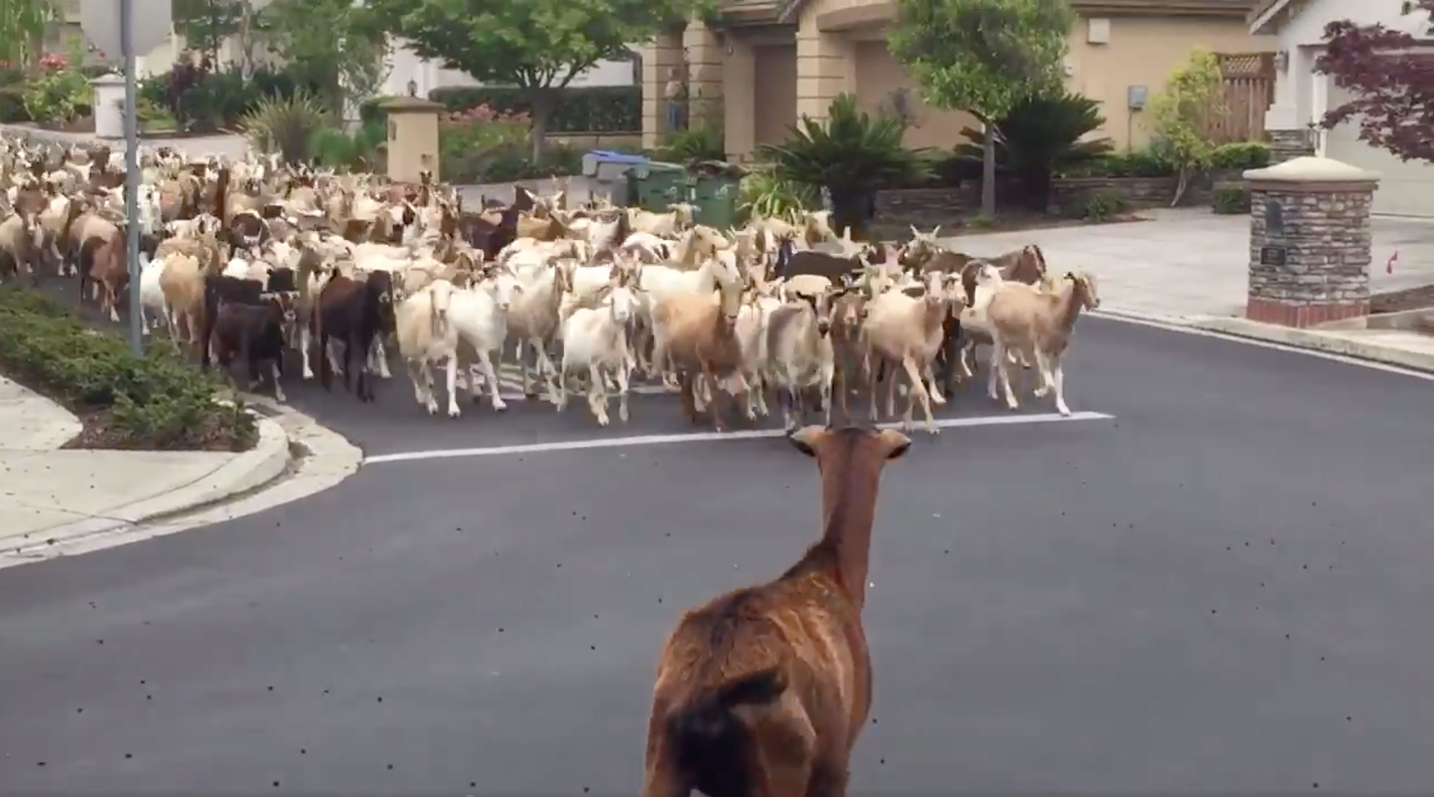 200 Goats Break Out Of Fence To Run Through Streets | Time