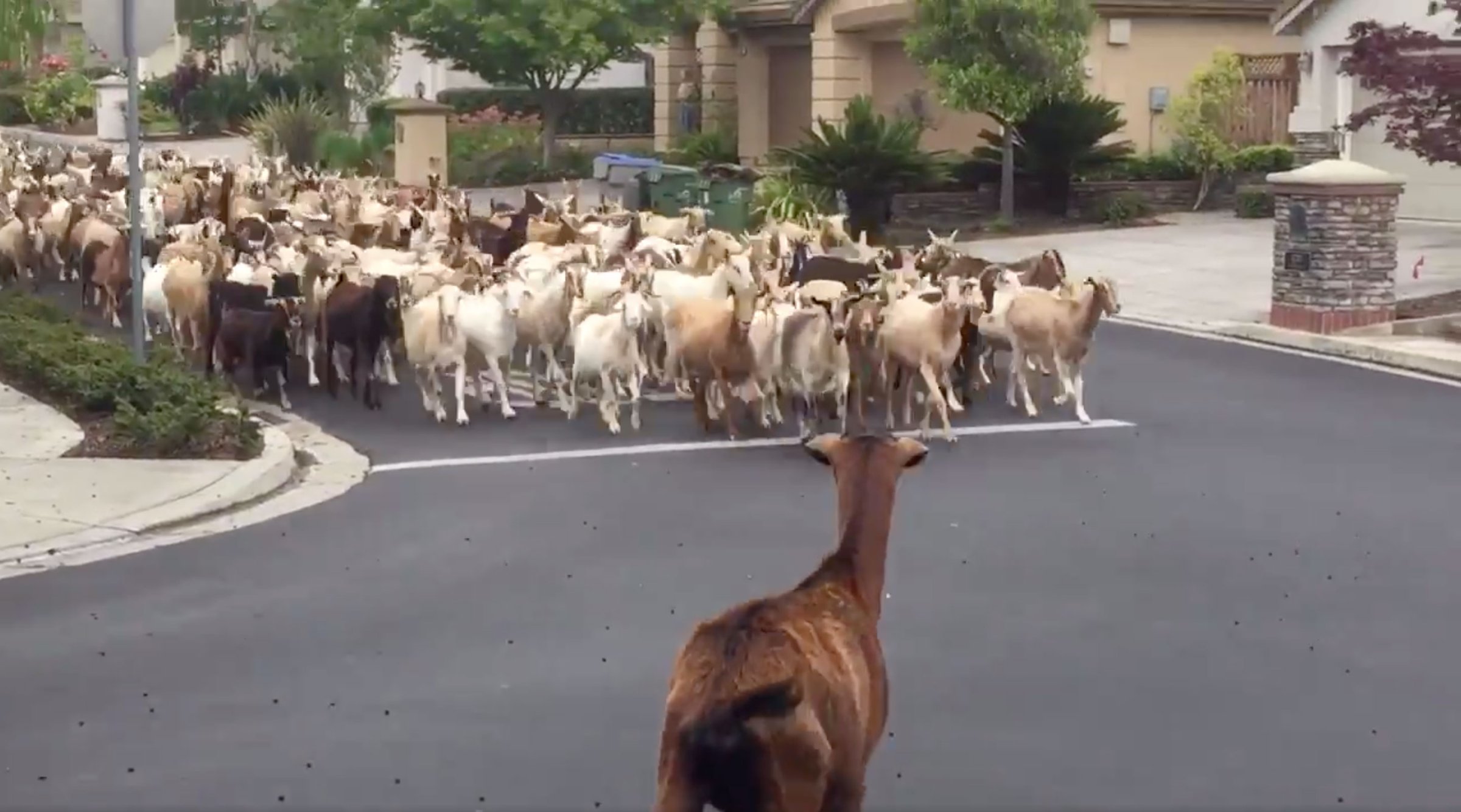 A still from a video posted to twitter of goats filling a neighborhood street