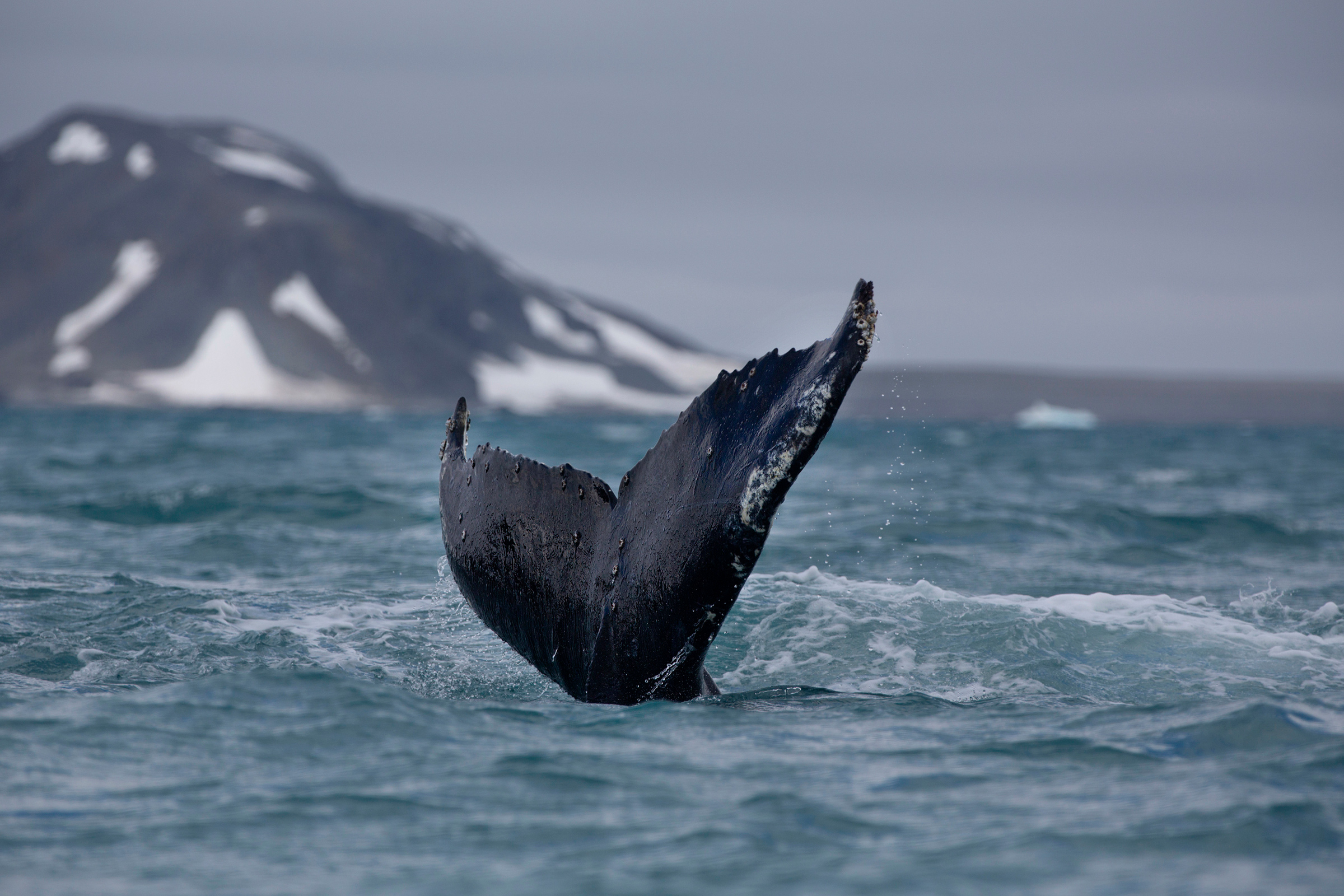 Humpback whales swim in the waters off Half Mood Island, Antarctica, Jan. 15, 2020. (Abbie Trayler-Smith—Greenpeace)