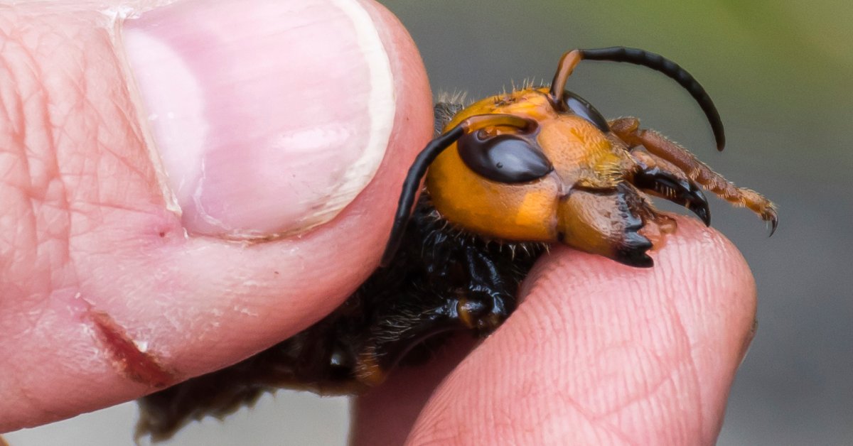 Эксперты по насекомым говорят, что люди должны успокаиваться из-за угрозы «шершней убийства» thumbnail