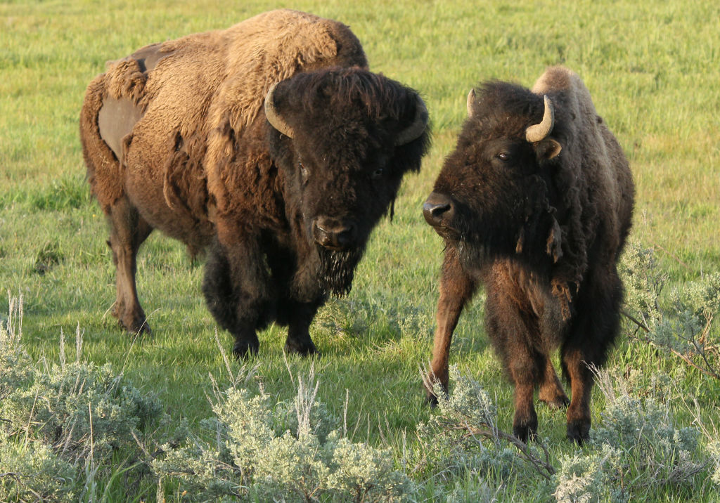Bison (Buffalo) graze in the meadow of Yellowstone National