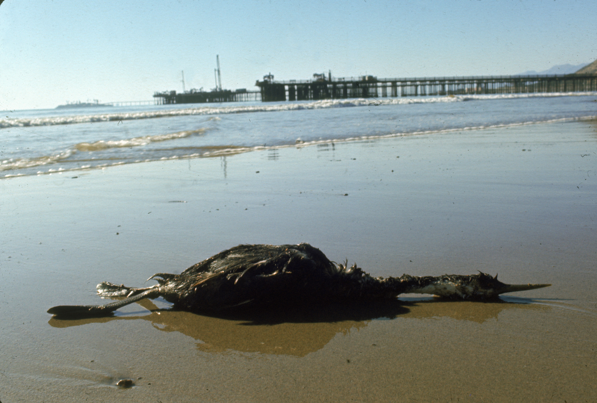 A seabird dead from oil slick, near Santa Barbara, Calif., in February 1969 (Vernon Merritt—The LIFE Picture Collection / Getty Images)