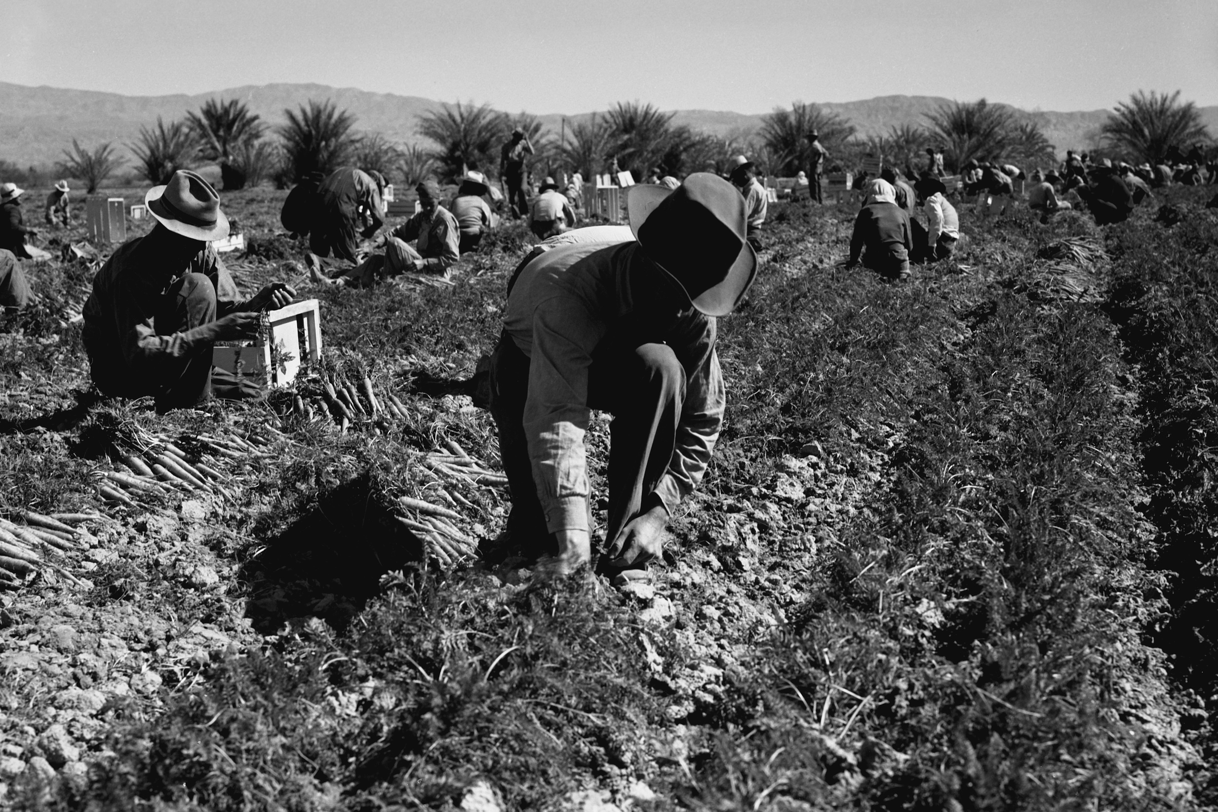 Carrot pullers from Texas, Oklahoma, Missouri, Arkansas and Mexico, at work in California in 1937 (Getty Images)