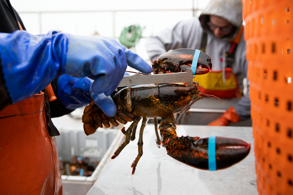A lobsterman measures the size of a lobster on a lobster boat at a dock in Stonington, Maine, on Feb. 4, 2020. (Wang Ying—Xinhua/Getty Images)