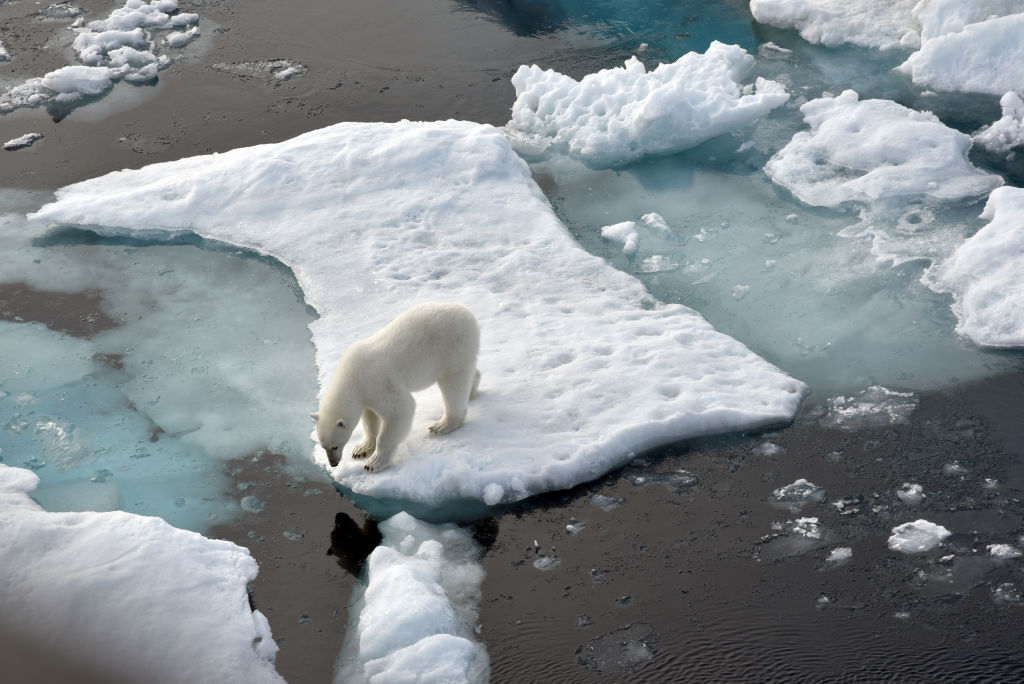 A polar bear stands on an ice floe in the Arctic Ocean. (Ulf Mauder—Getty)