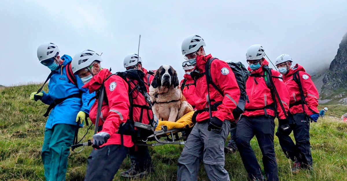 Дейзи устала. Таким образом, команда спасателей подняла 121-фунтового сенбернара в горы thumbnail