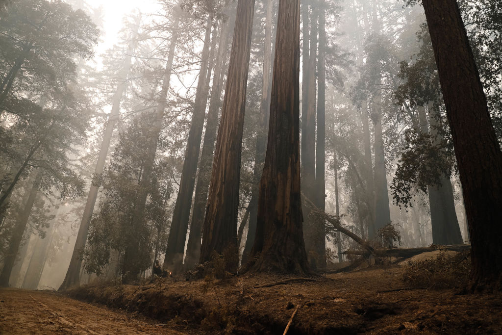 redwood trees burnt california big basin