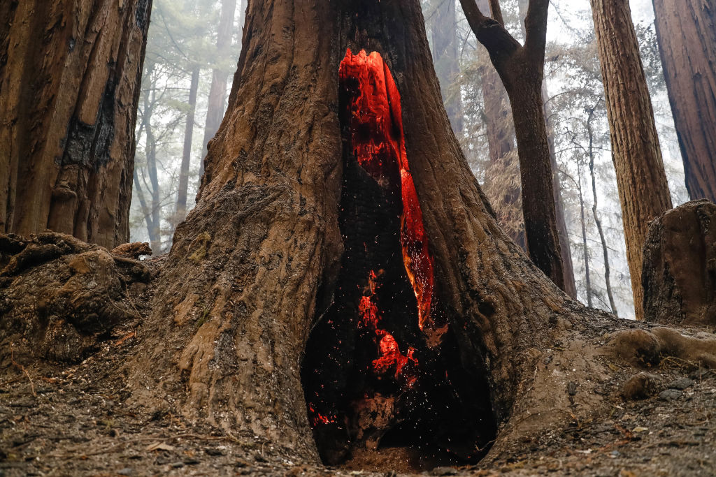 A redwood tree burns near Big Basin Redwoods State Park Headquarters &amp; Visitor Center in Boulder Creek, Calif., on Thursday, Aug. 20, 2020. (Randy Vazquez/MediaNews Group/The Mercury News—Getty Images)