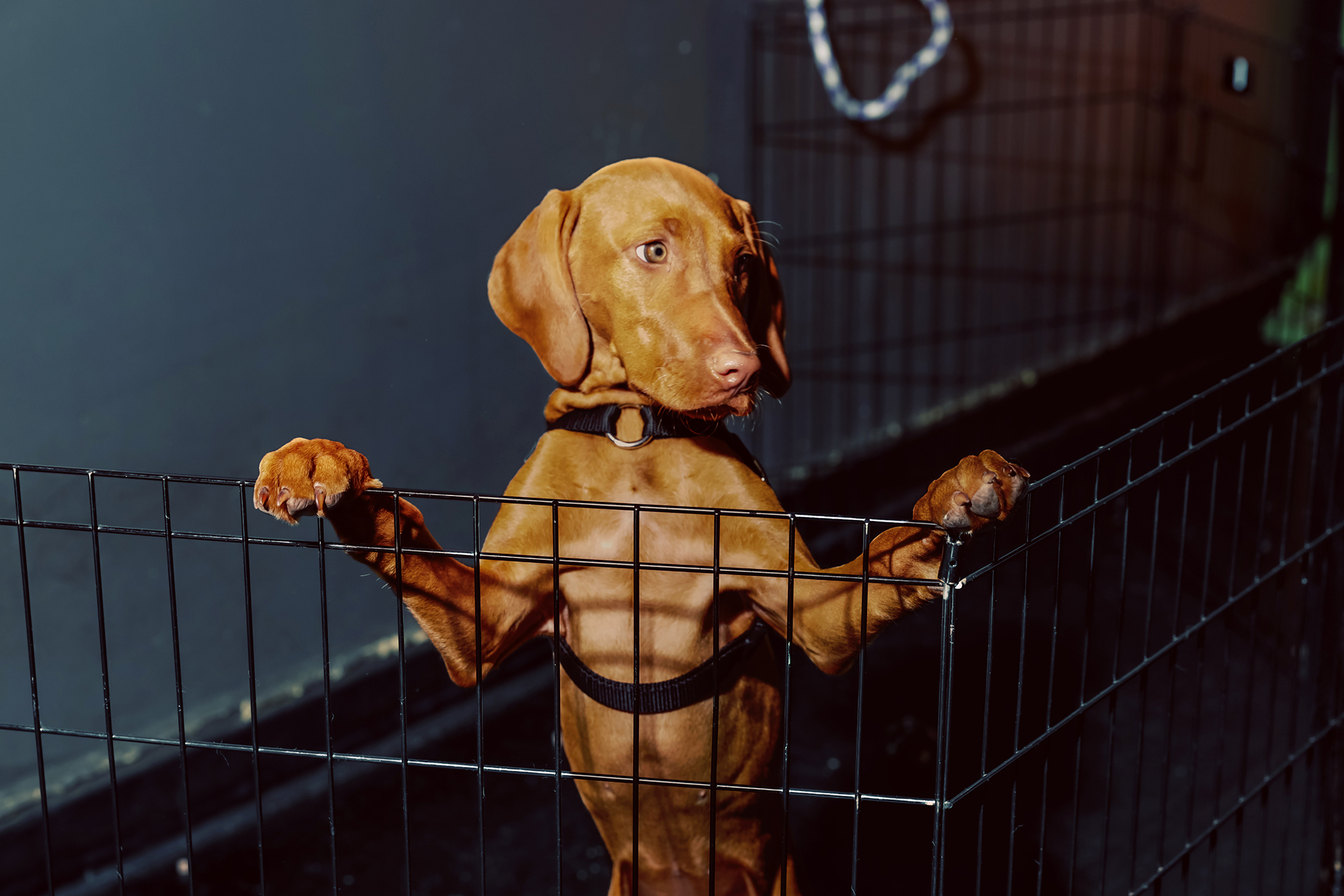 A vizsla puppy at a dog training class at Doggy Business in Portland, Oregon, on Jun. 4. (Holly Andres for TIME)