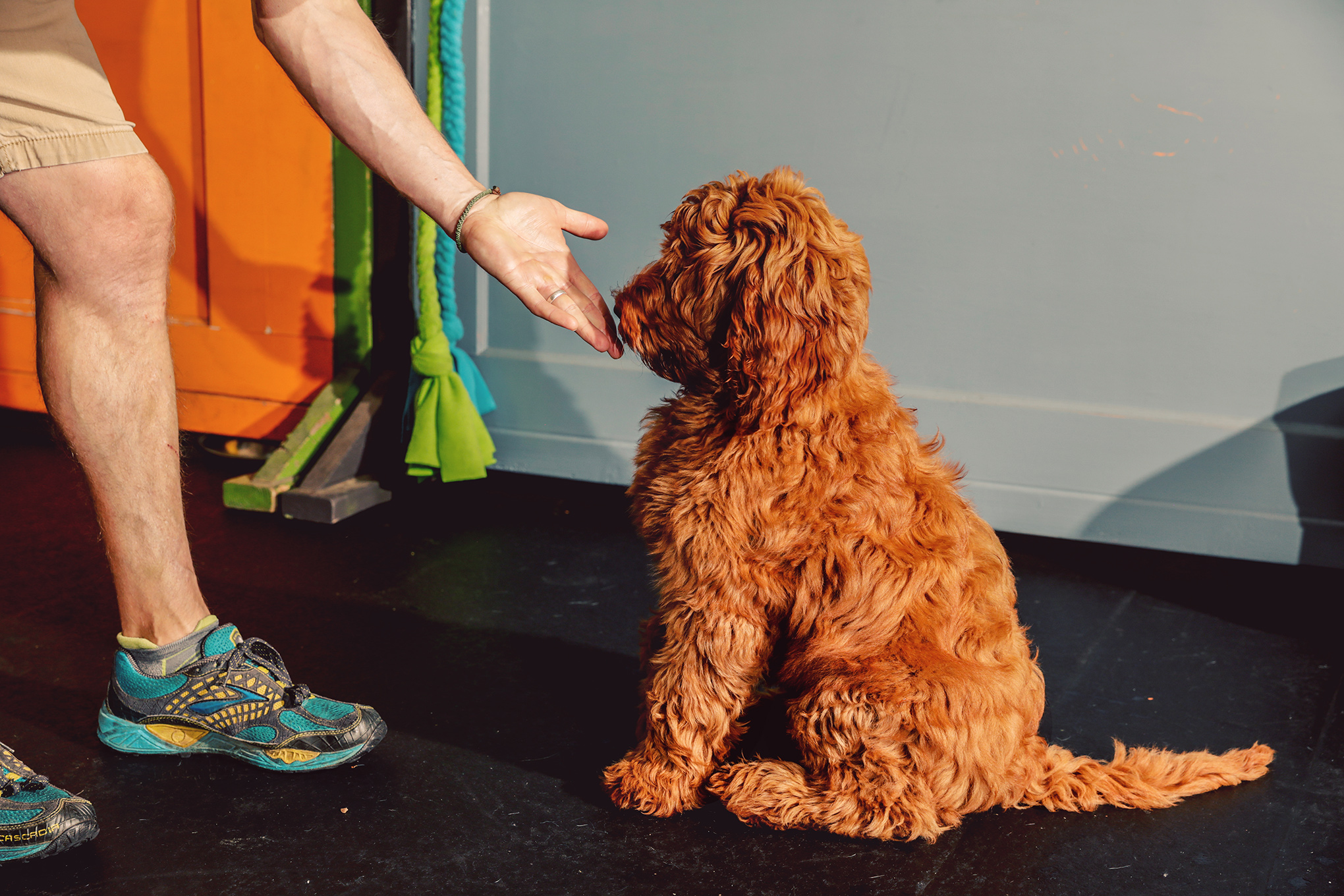A golden doodle puppy and a trainer at a dog training class at Doggy Business in Portland, Ore., on June 4. (Holly Andres for TIME)