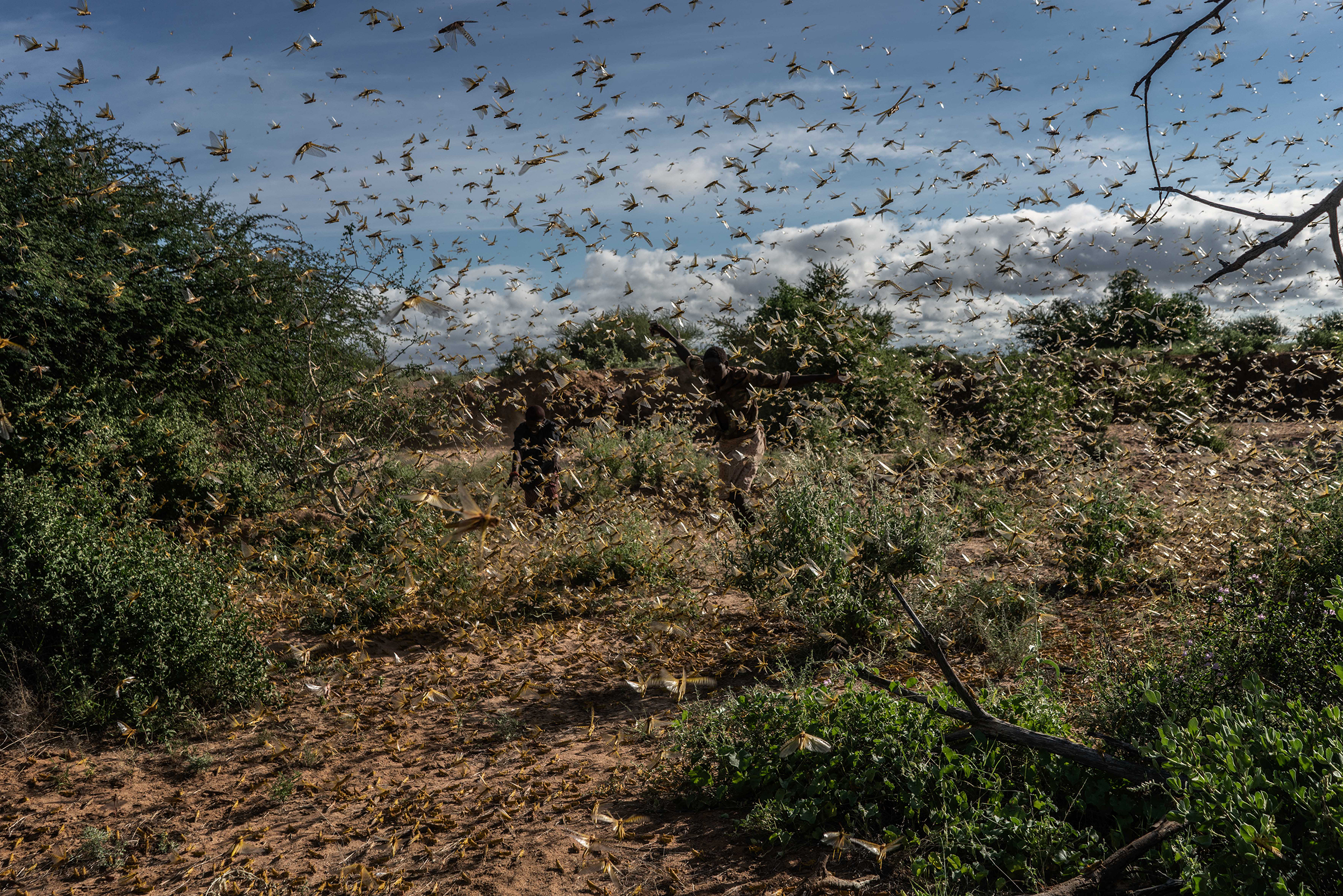 East Africa Experiences Worst Locust Swarms In Decades