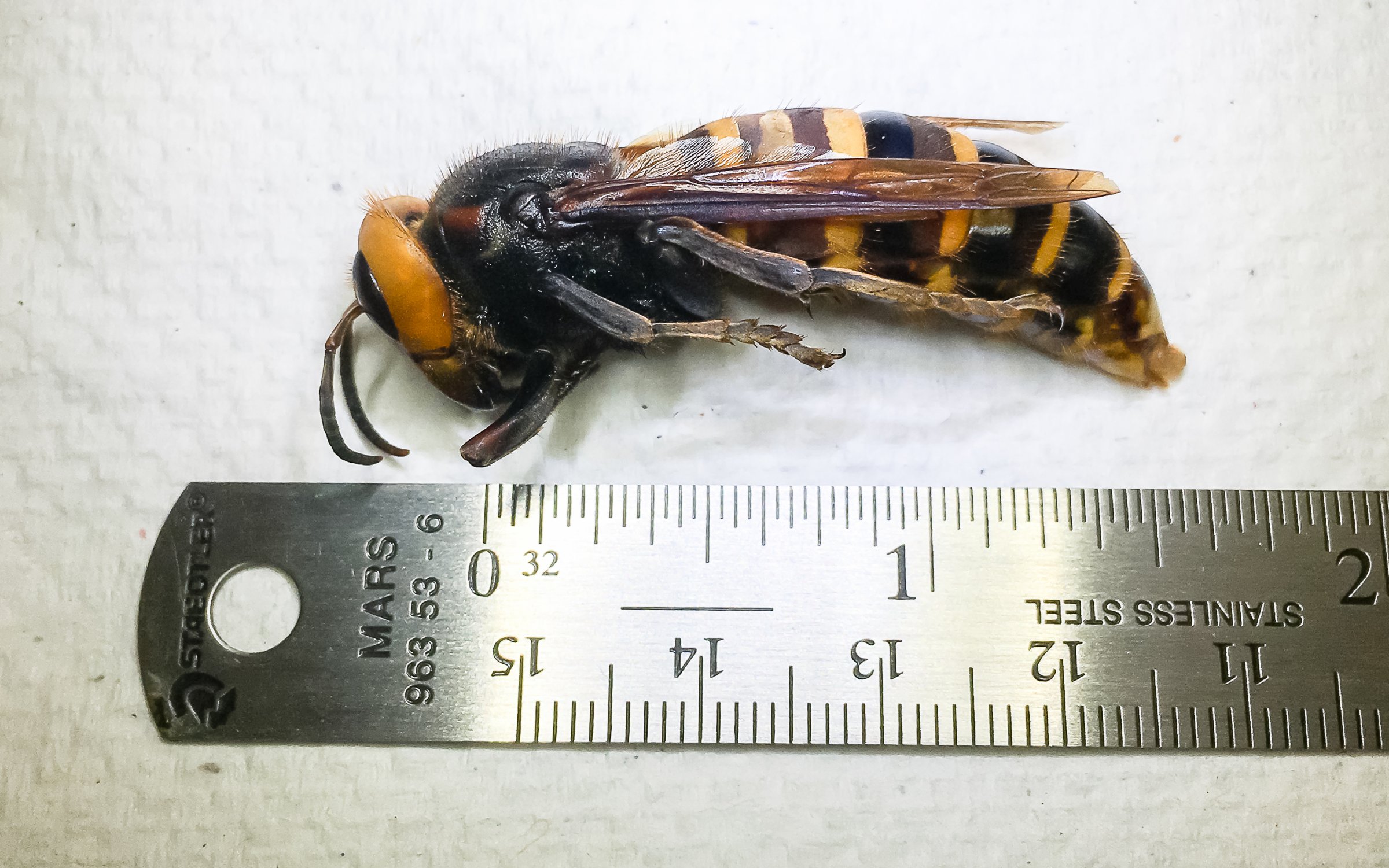 murder hornets Washington trapped