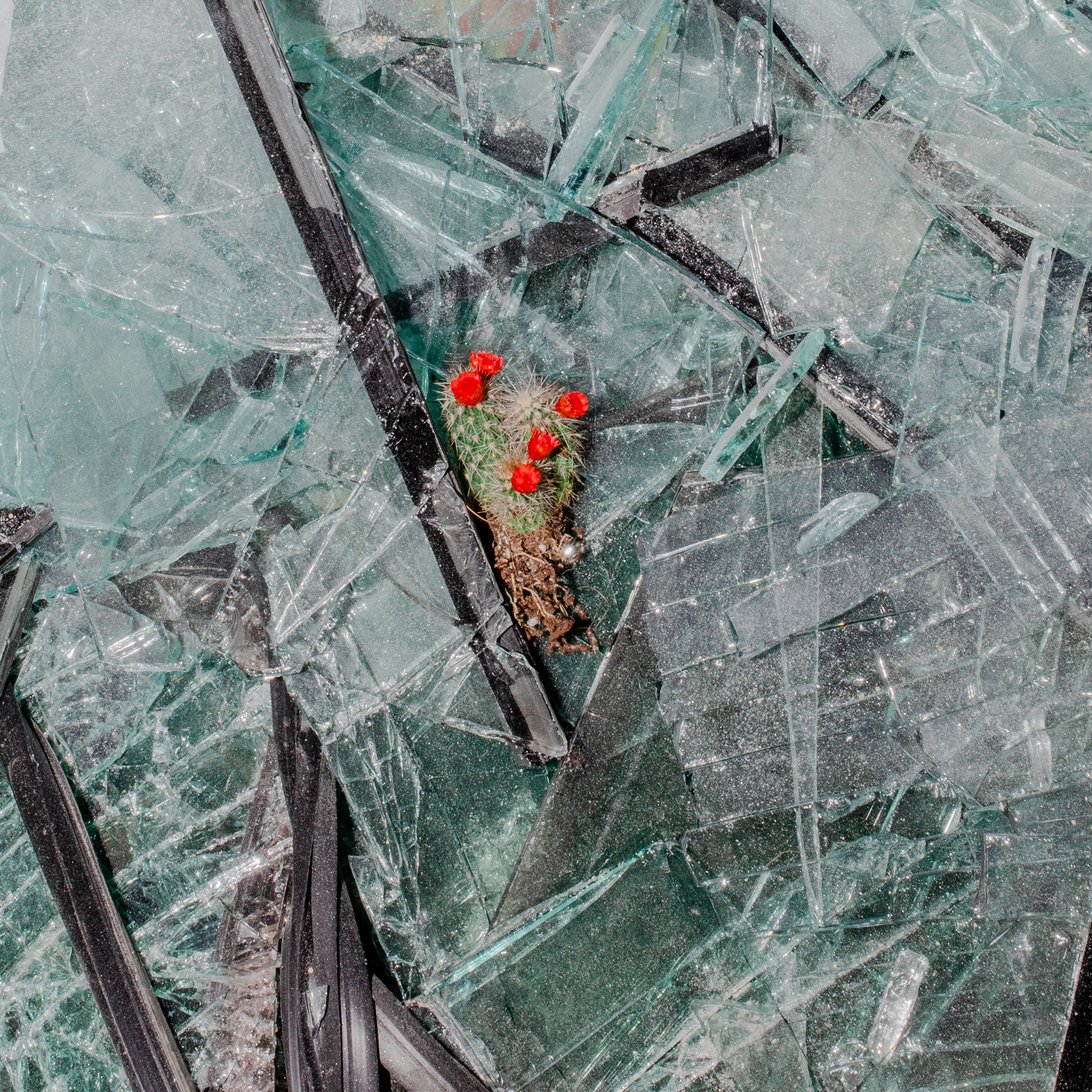 Un cactus descansa sobre vidrios rotos. El trabajo de limpieza quedó en manos de los voluntarios, con las autoridades prácticamente invisibles.