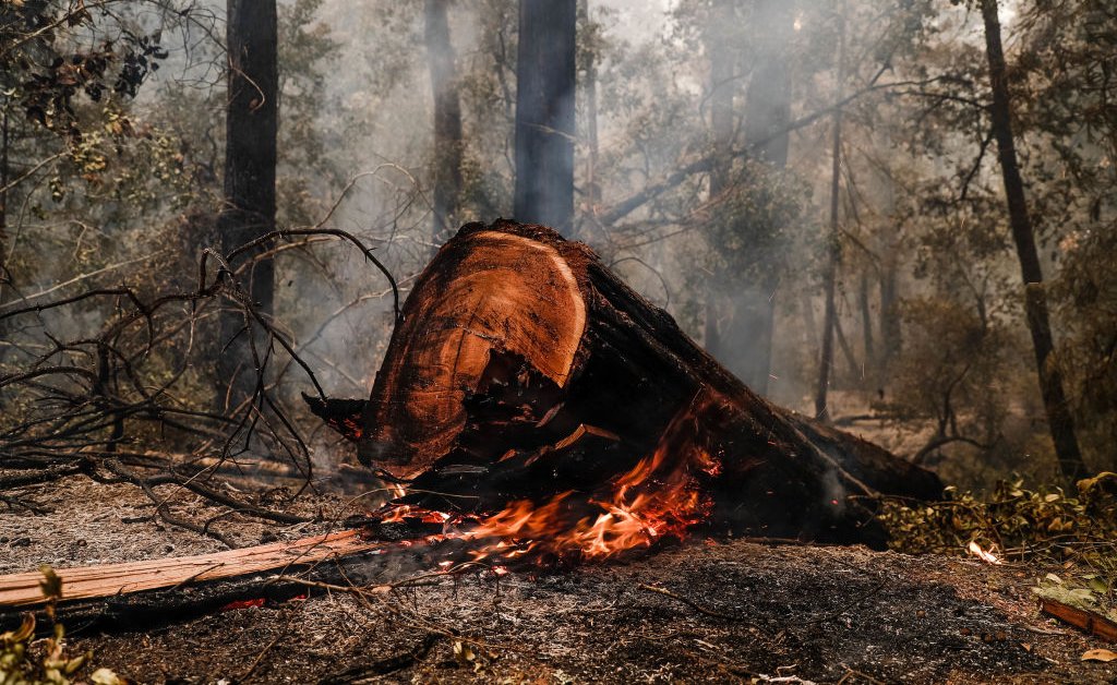 Государственный парк Биг-Бейсин-Редвудс, самый старый парк штата Калифорния, "сильно пострадавший" от бушующих лесных пожаров thumbnail