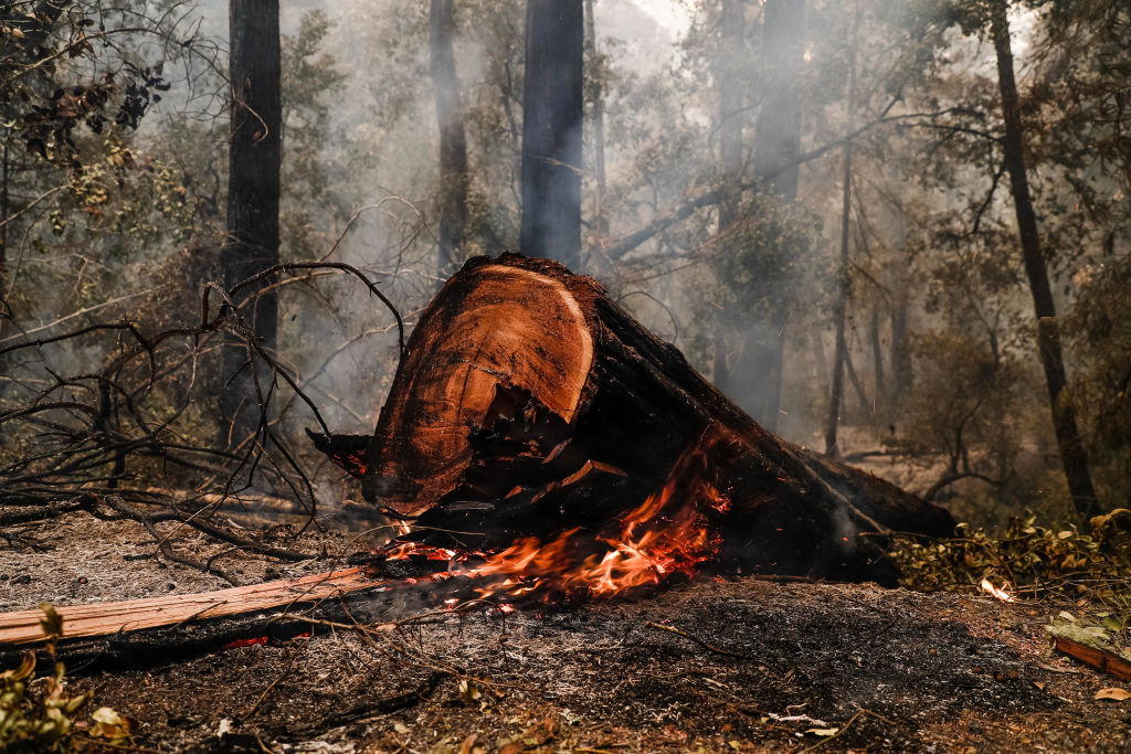 redwoods big basin california fires