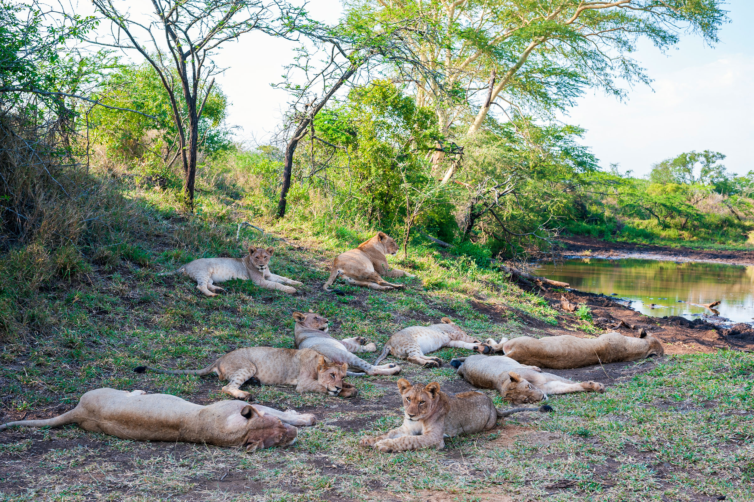 A pride of lions at Thanda Safari Lodge, a 14 000-hectare