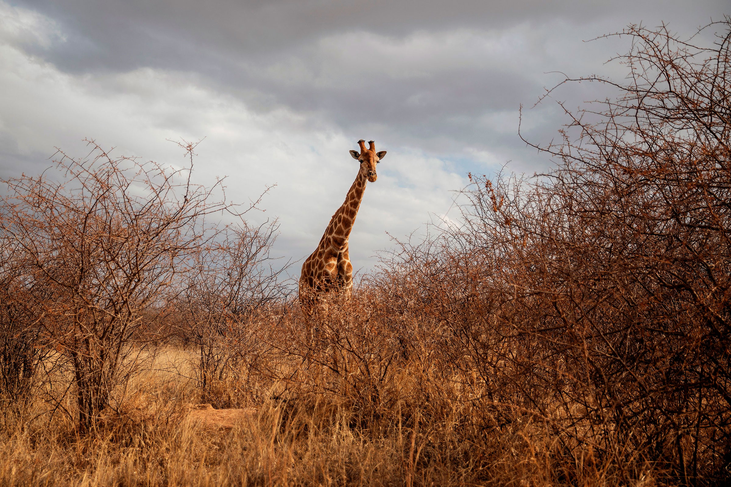 A giraffe is seen during a guided safari tour at the Dinokeng Game Reserve outside Pretoria, on Aug. 7, 2020. (Michele Spatari—AFP/Getty Images)