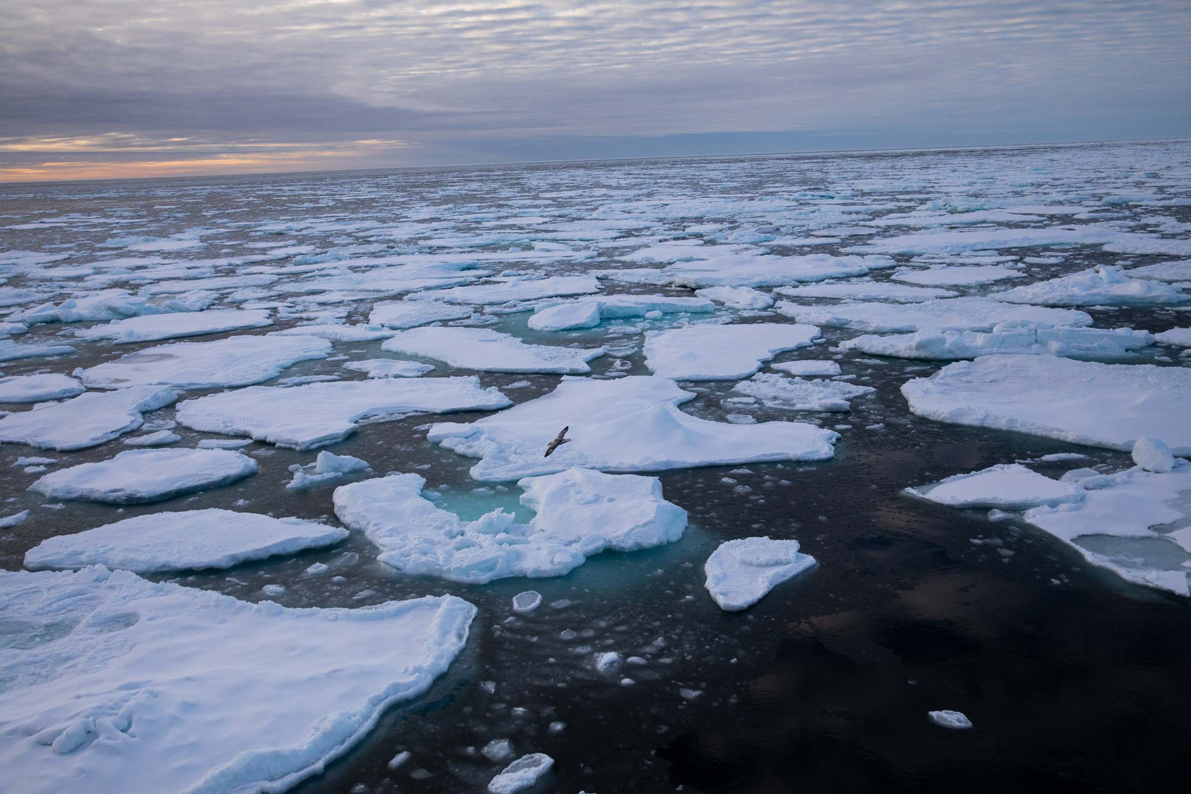 The Arctic sea ice edge off the coast of Greenland, on Sep. 15, 2020. (Daniella Zalcman—Greenpeace)