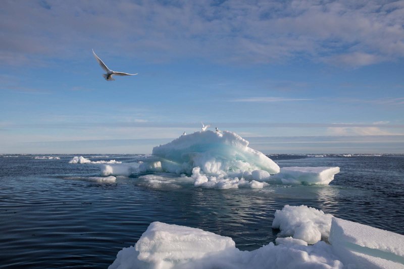 Ivory gulls congregate on a small ice floe at the sea ice edge in the Arctic on Sep. 14, 2020.
