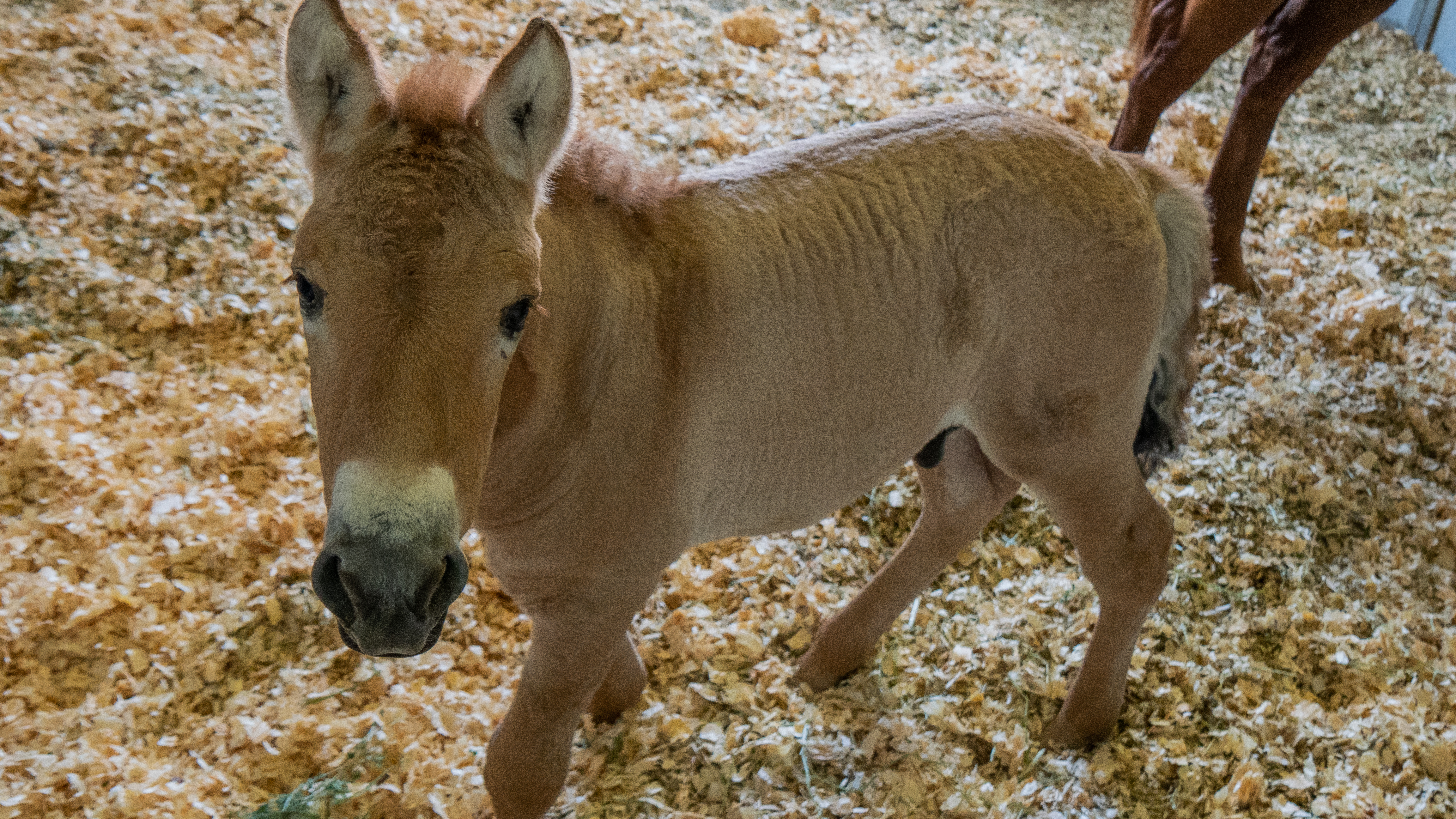The cloned Przewalski’s foal at the Texas 
                      veterinary facility of ViaGen Equine collaborator, Timber Creek Veterinary, on Aug. 28. (Scott Stine)