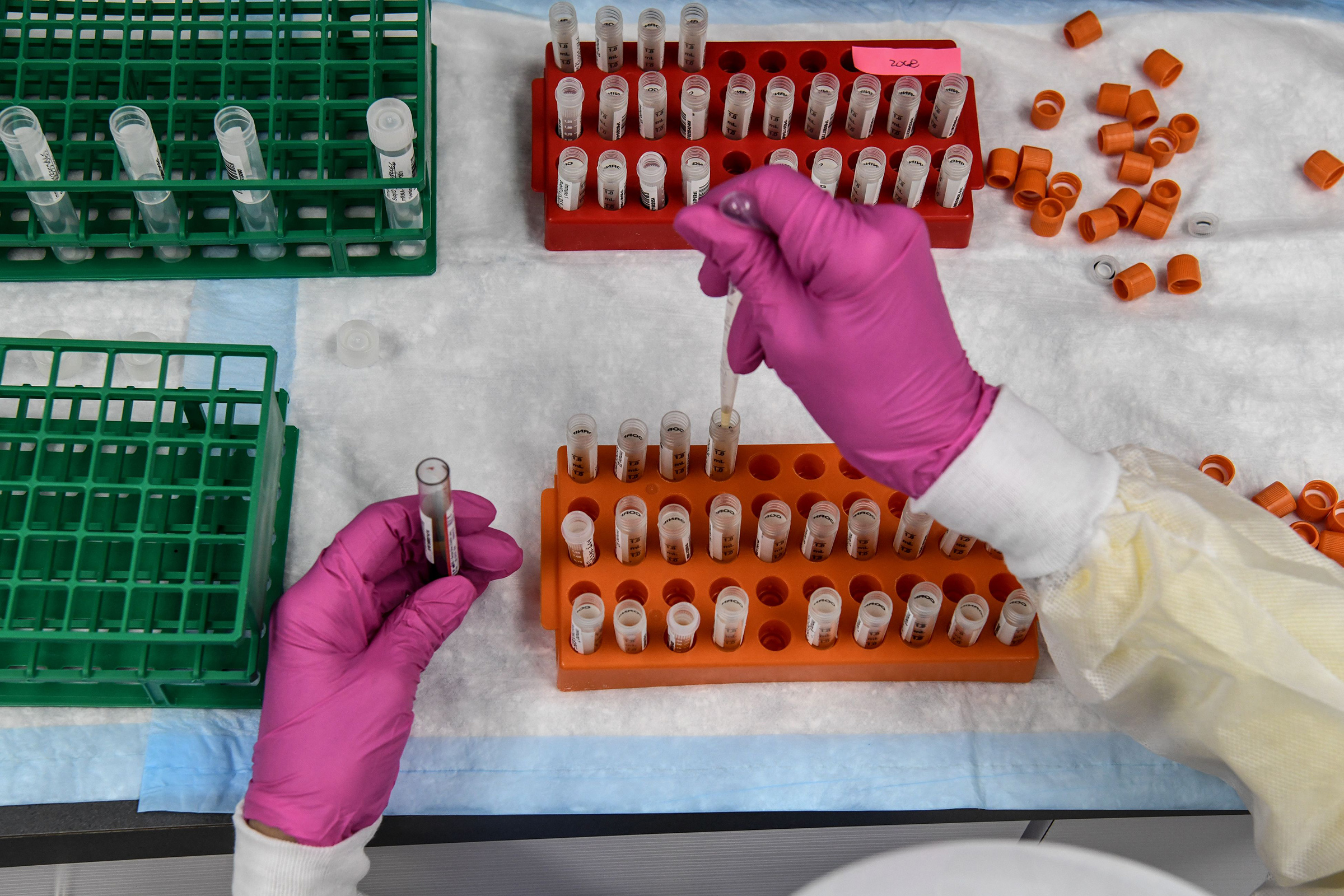 A lab technician sorts blood samples for COVID-19 vaccination study at the Research Centers of America in Hollywood, FL on Aug. 13 (Chandan Khanna—AFP/Getty Images)