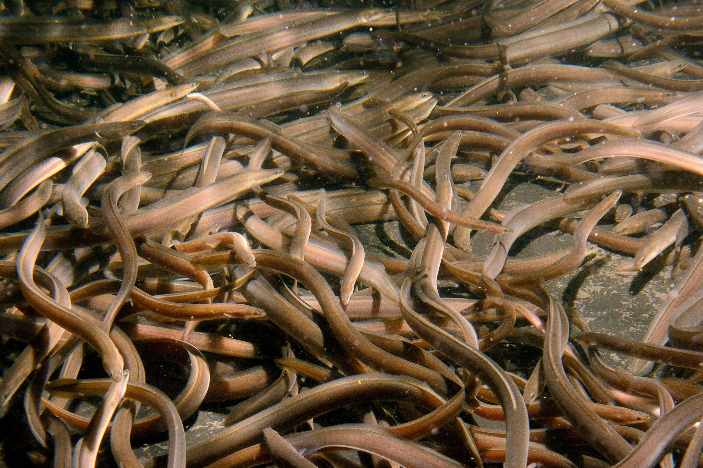 European eel elvers for a reintroduction swimming in a large holding tank in Gloucester, UK