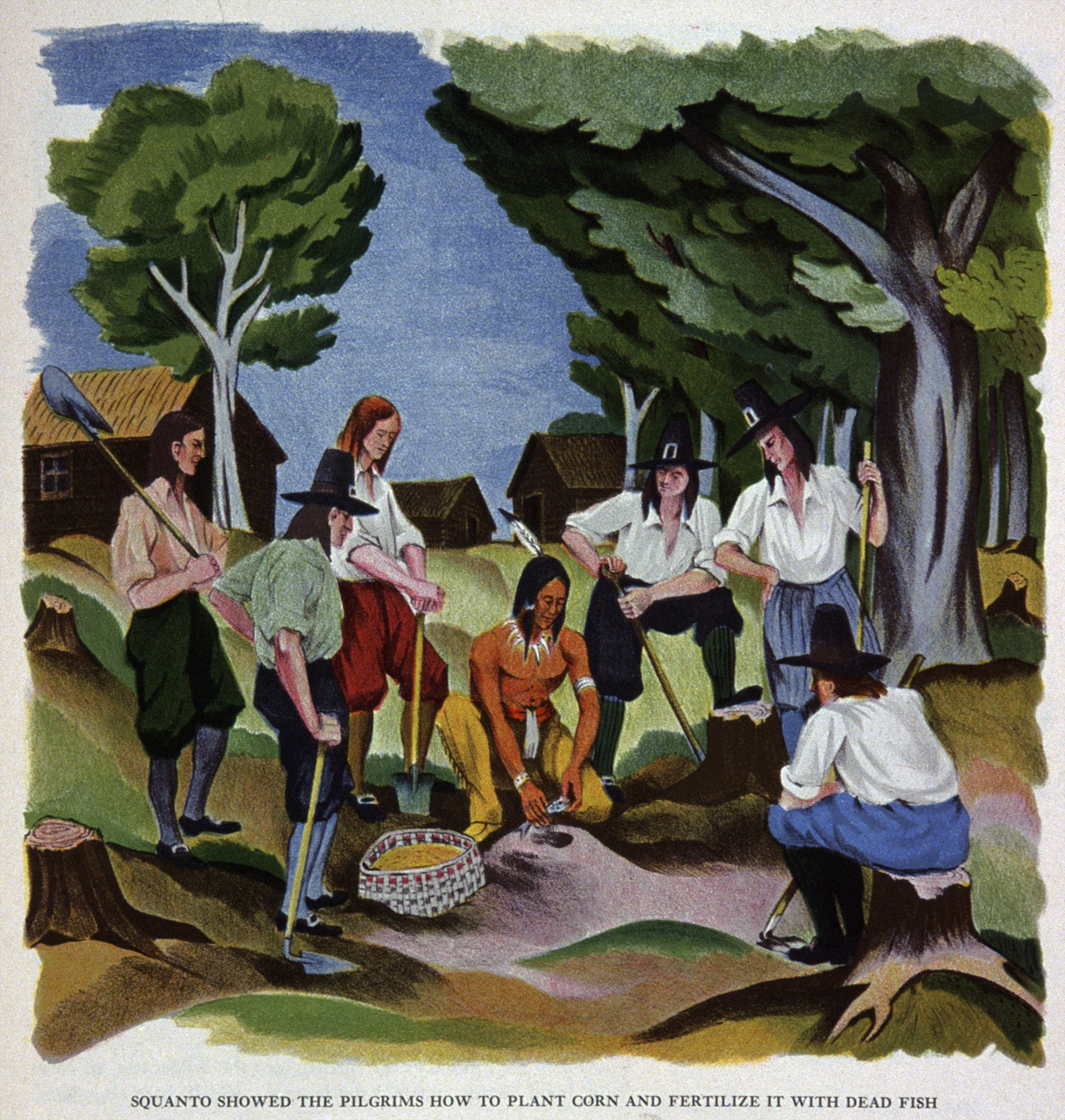 Squanto shows the pilgrims of the Mayflower how to plant corn and fertilize it with dead fish. Illustration circa 1930