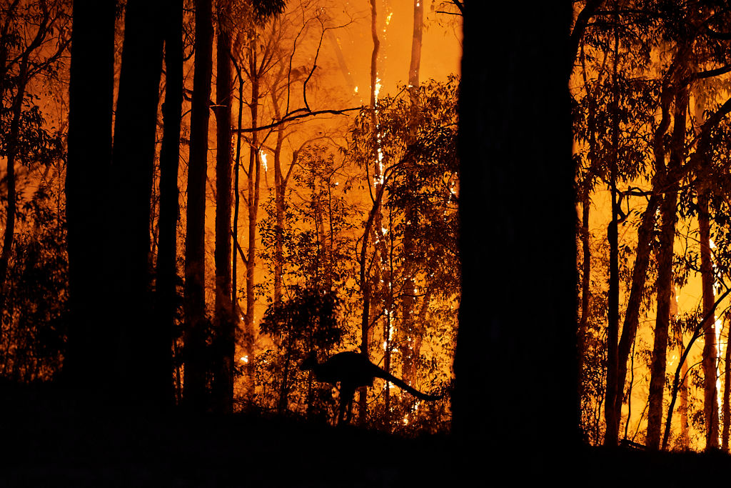 A kangaroo escapes the fire as the fire front approaches a property in Colo Heights, Australia on Nov. 15, 2019.