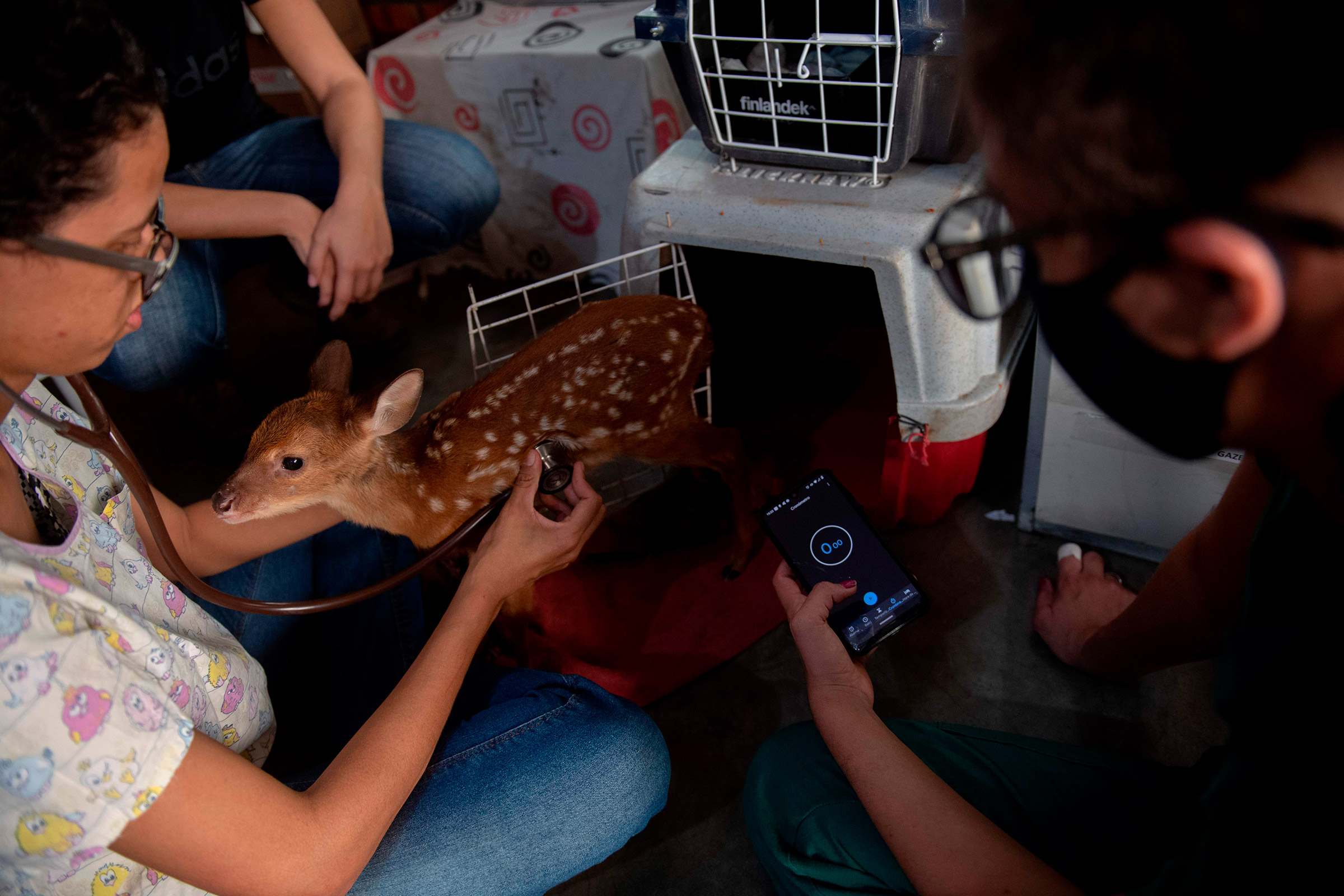 A deer receives care in Brazil's Mato Grosso state on Sept. 17, 2020.