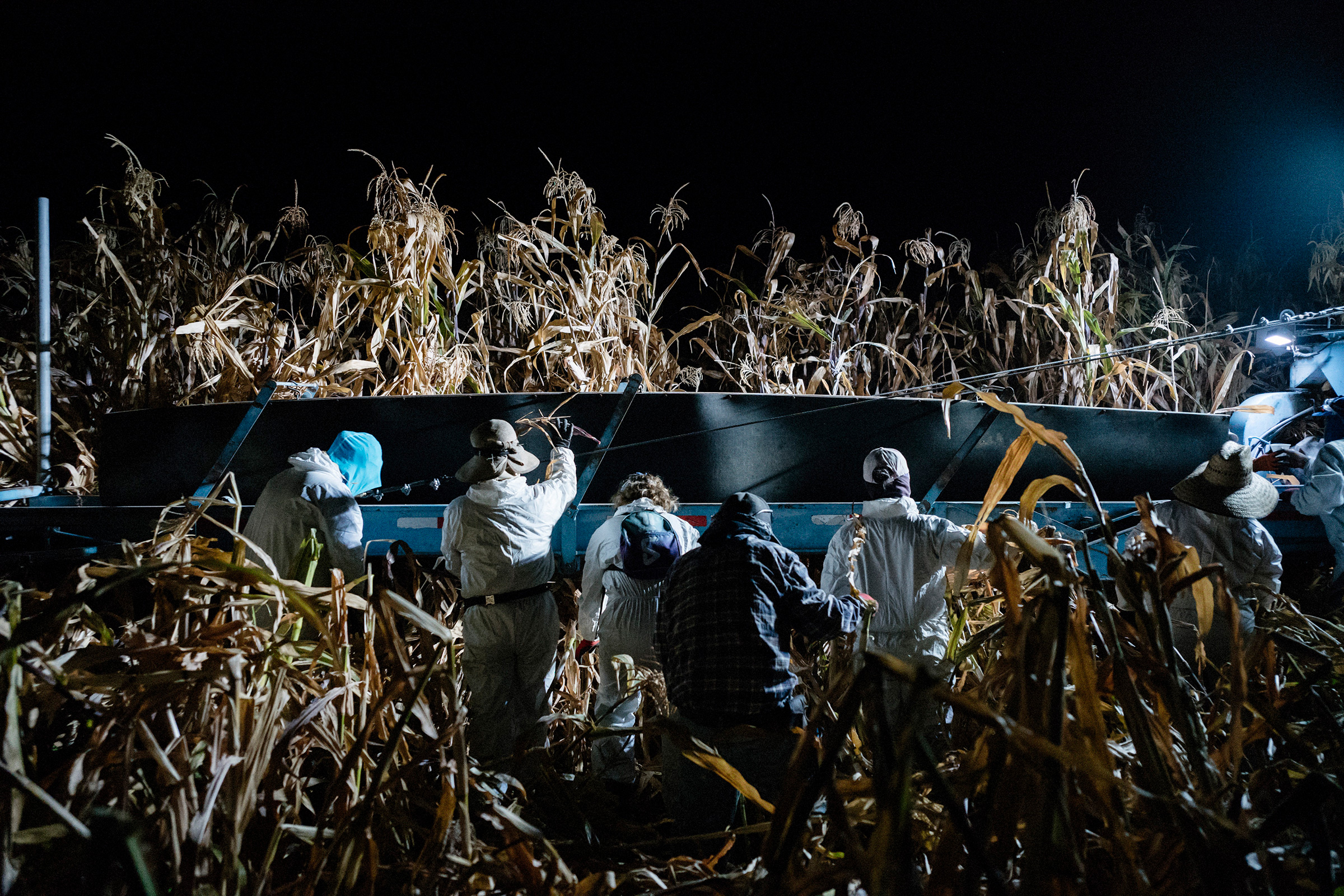 Workers pick corn in the pre-dawn hours to avoid the heat of the day in California's San Joaquin Valley on Aug. 21, 2020.