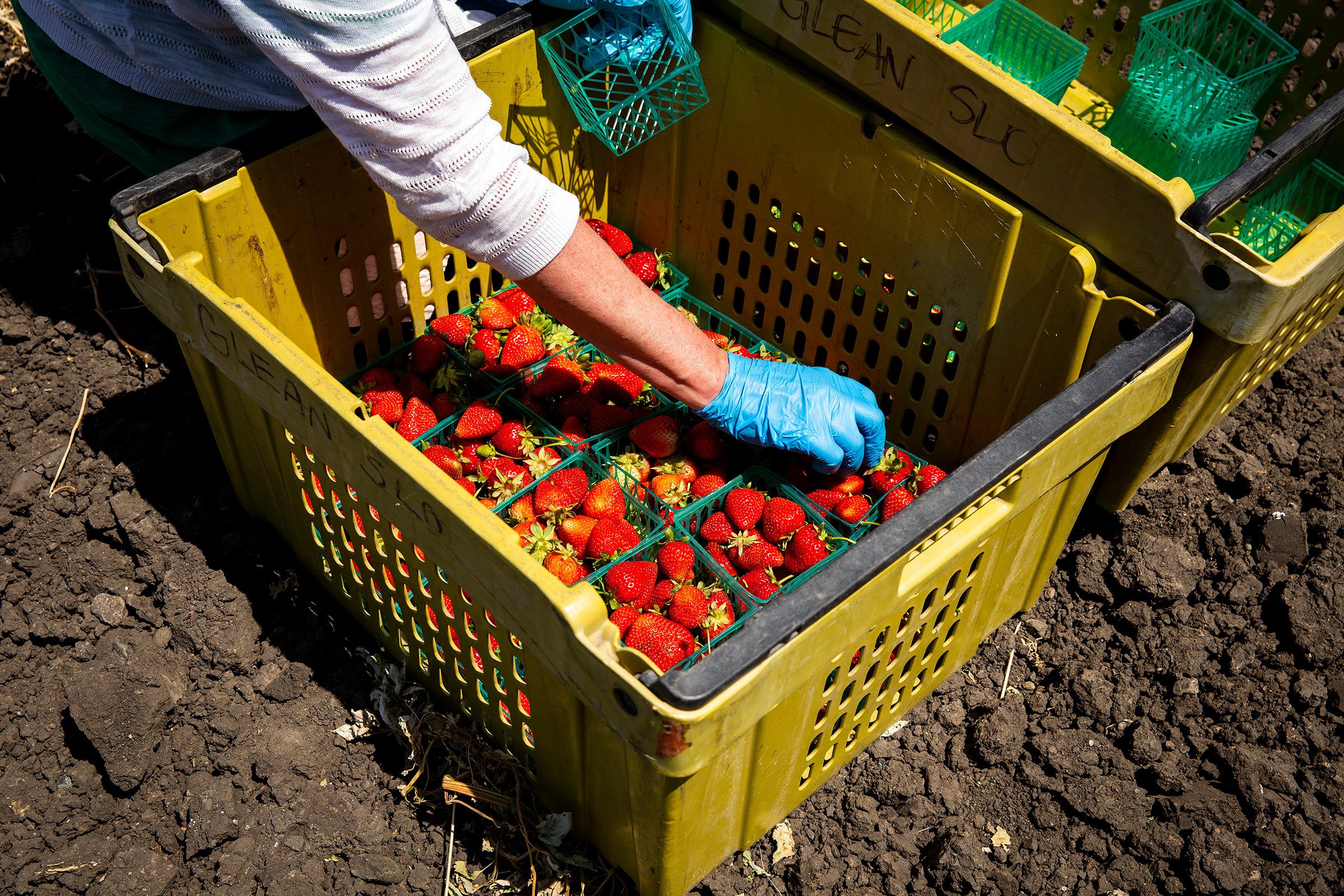 A volunteer with GleanSLO organizes strawberries in a bin at a farm in San Luis Obispo, Calif., on June 4, 2020. Before the pandemic, GleanSLO volunteers typically gleaned from backyard fruit trees—now they visit farms.