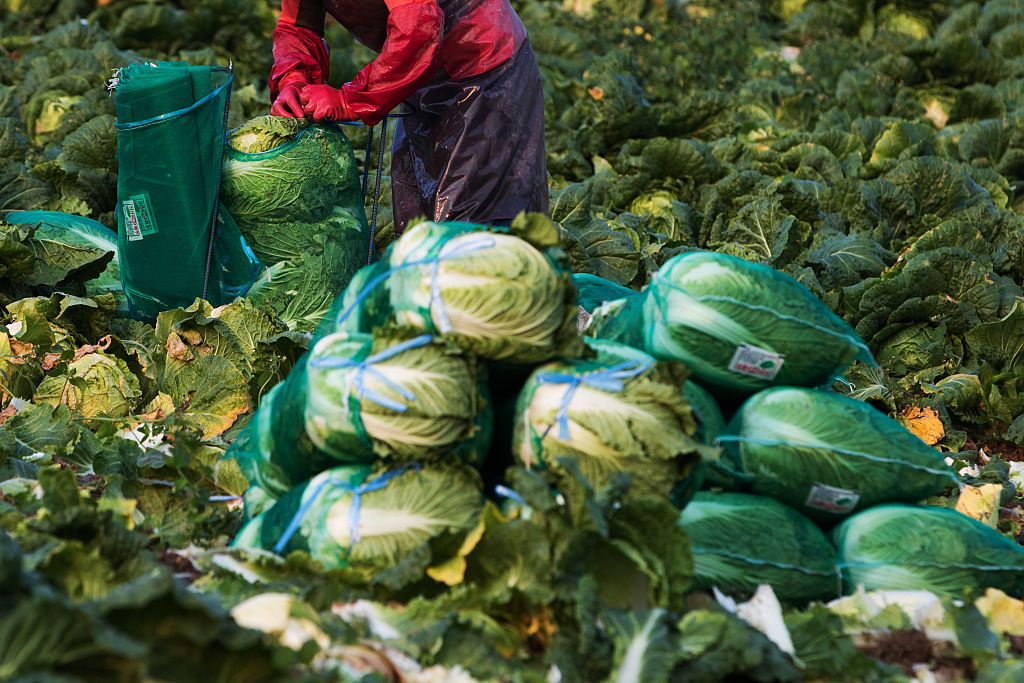 A worker harvests napa cabbages in a field in Taebaek, South Korea, on Monday, Aug. 31, 2015. (SeongJoon Cho–Bloomberg/Getty Images)