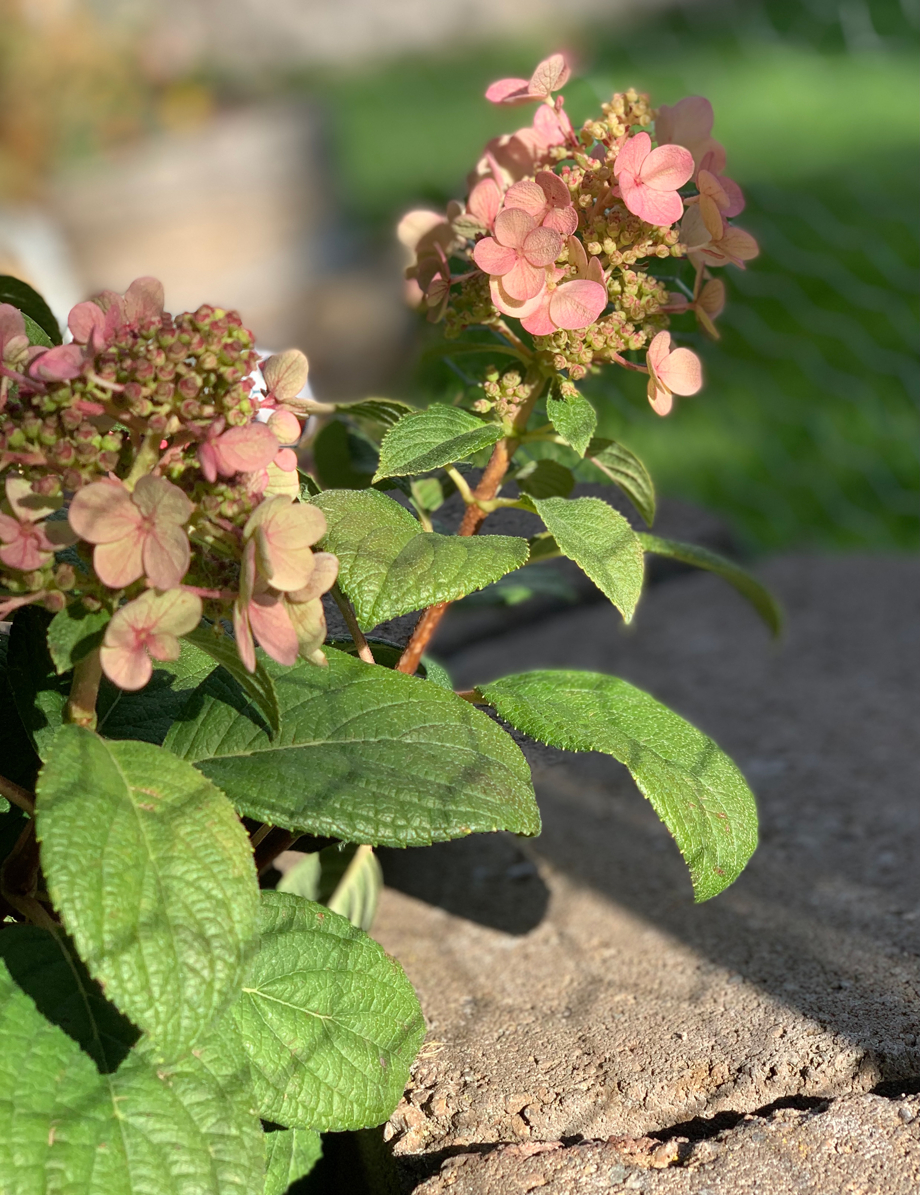 Ellis’s Hydrangea, pictured at the end of summer