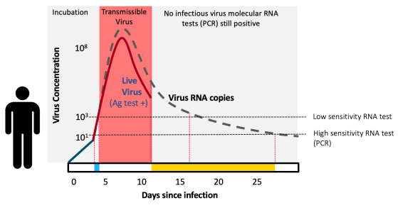A graph showing infection period of COVID-19 and testing sensitivity