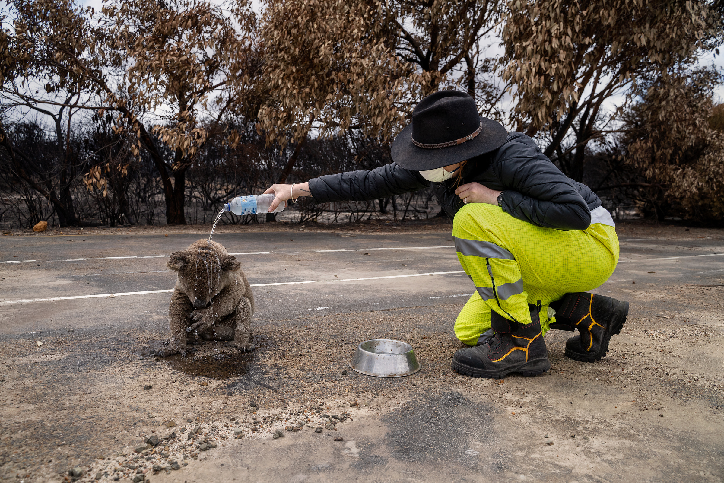 A fire-response volunteer pours water on a koala injured in a bushfire on Kangaroo Island, South Australia, on Jan. 16. It was quickly hustled to a nearby shelter, joining hundreds of other animals receiving care. (Adam Ferguson for TIME)
