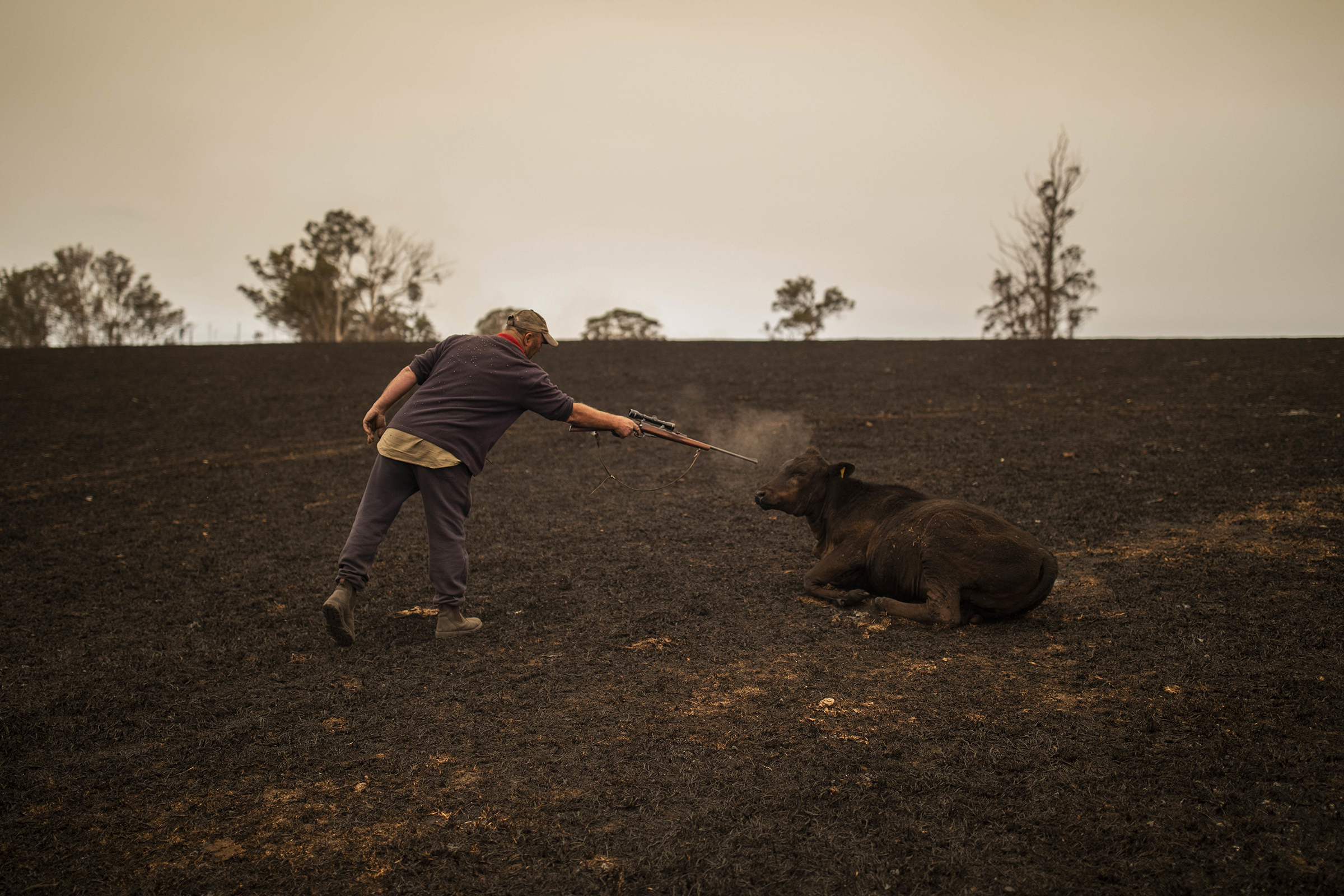 A resident puts down a cow that was severely wounded after a bushfire ravaged a paddock in Coolagolite, New South Wales, Australia, on Jan. 1, 2020.