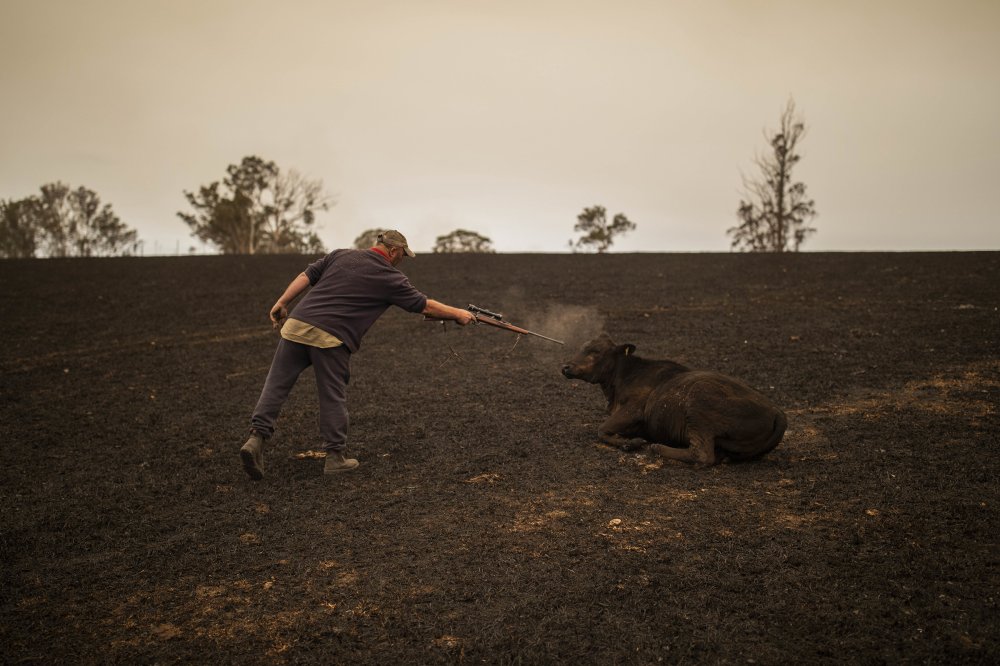 A resident puts down a cow that was severely wounded after a bushfire ravaged a paddock in Coolagolite, New South Wales, Australia, on Jan. 1.
