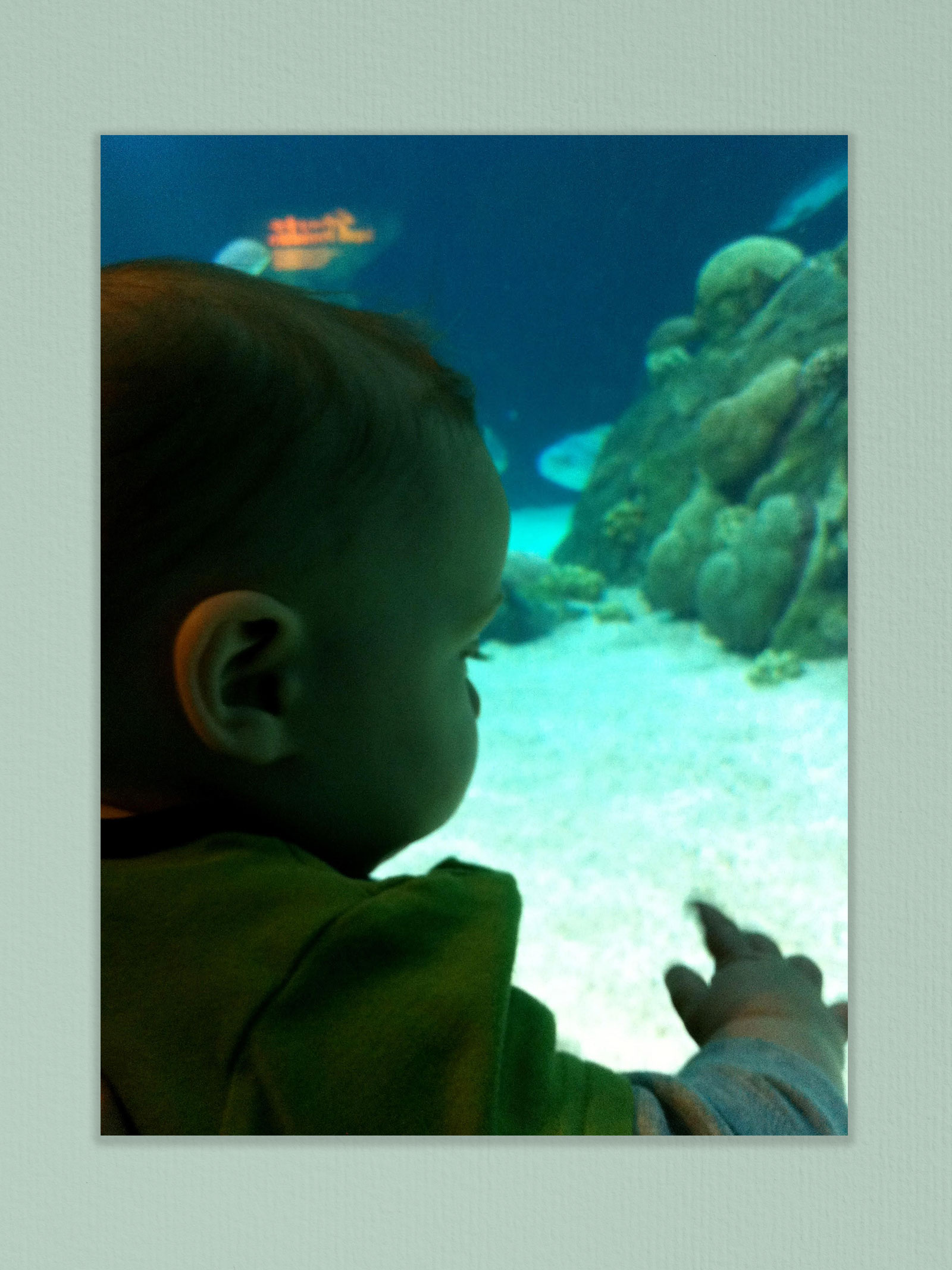 Ronan at the aquarium.