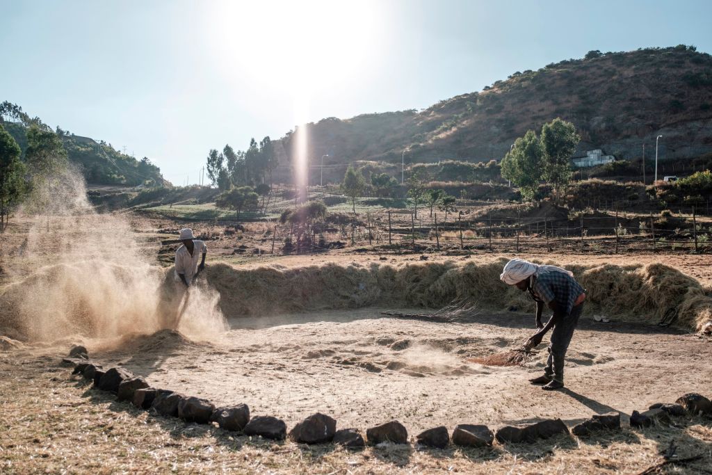 Farmers threshes wheat to loosen the edible grain from the chaff in the outskirts of Gondar, Ethiopia, on November 24, 2020. (Eduardo Soteras—AFP via Getty Images)