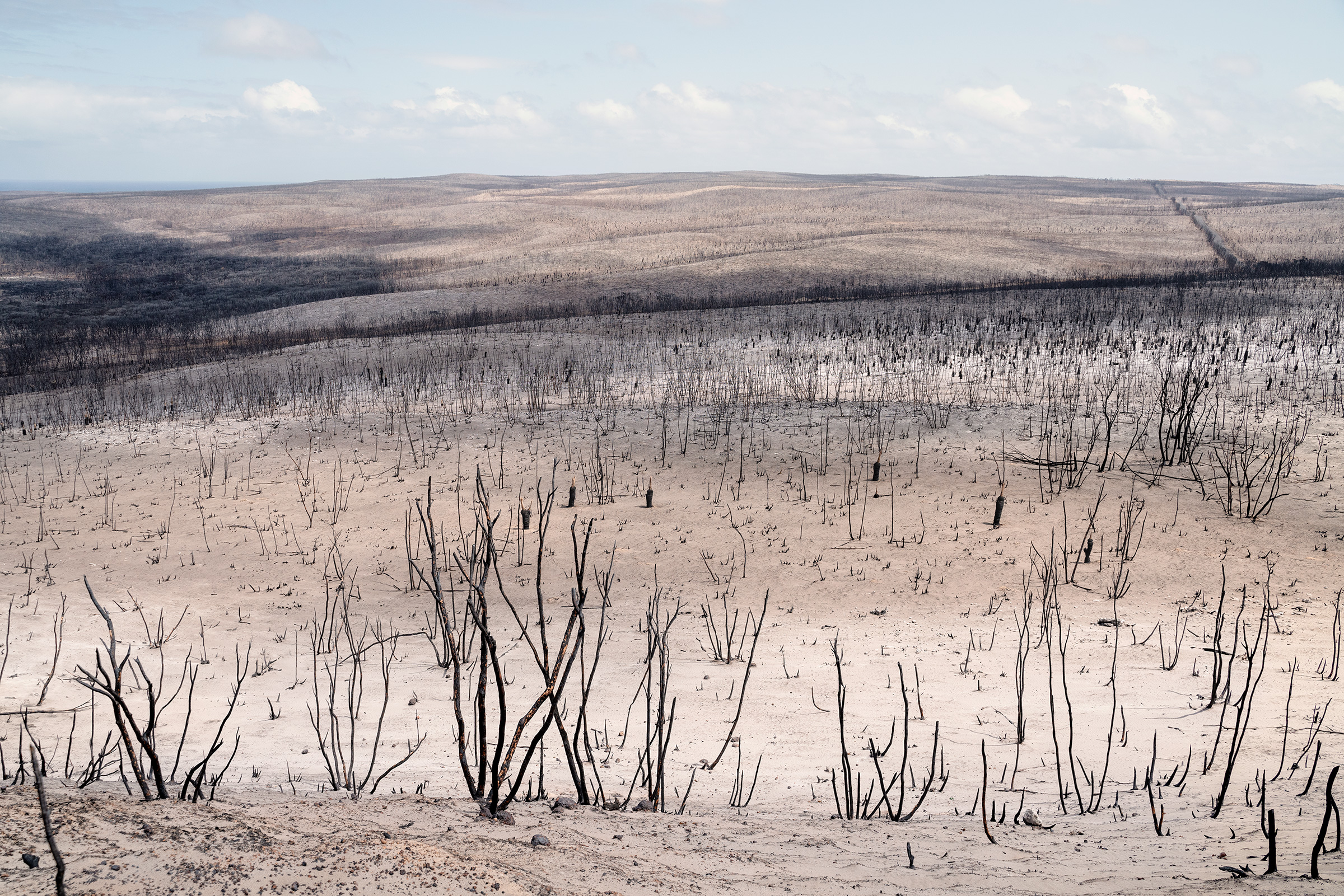A view of bushfire-ravaged Flinders Chase National Park on Kangaroo Island, South Australia, in January 2020.